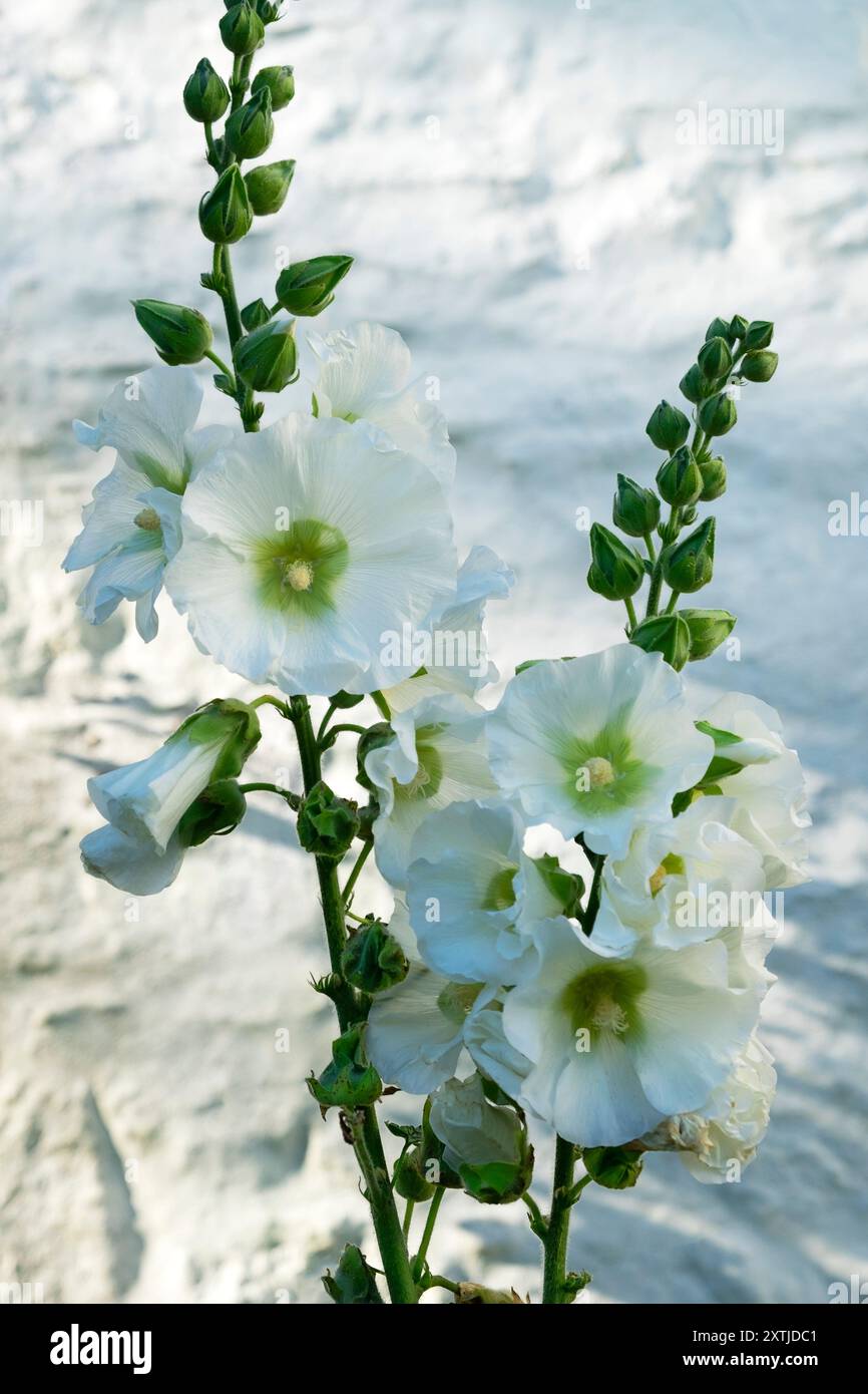 Perennial Bouquet in Stone Perennial Bouquet in Stone