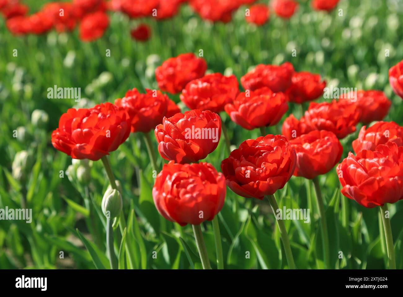 Nature background with beautiful bright red tulips Stock Photo - Alamy