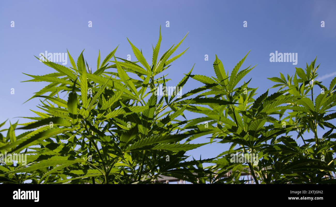 Hemp plants blue sky hi-res stock photography and images - Alamy