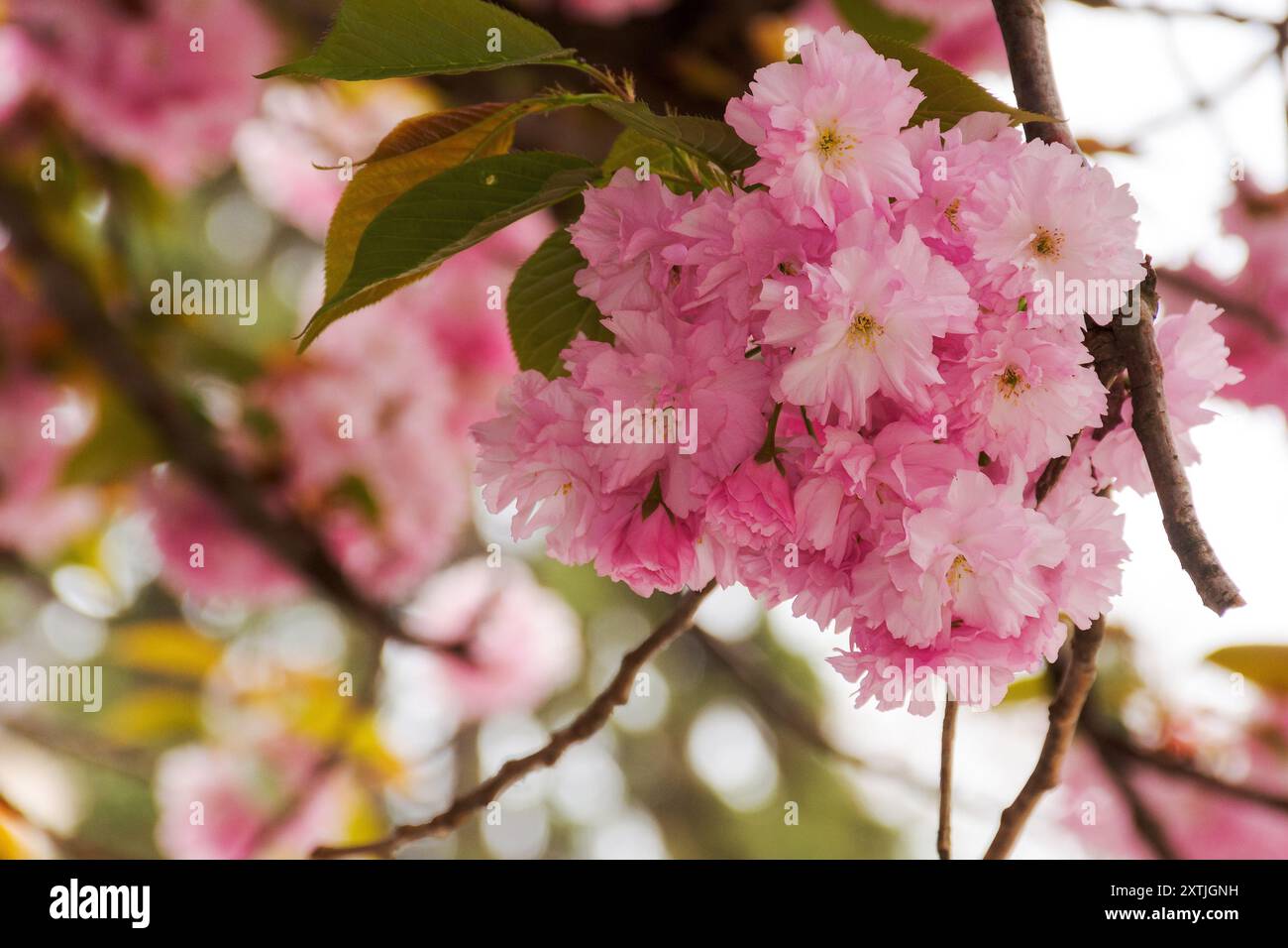 cherry twig in full blossom. romantic springtime background. delicate freshness Stock Photo