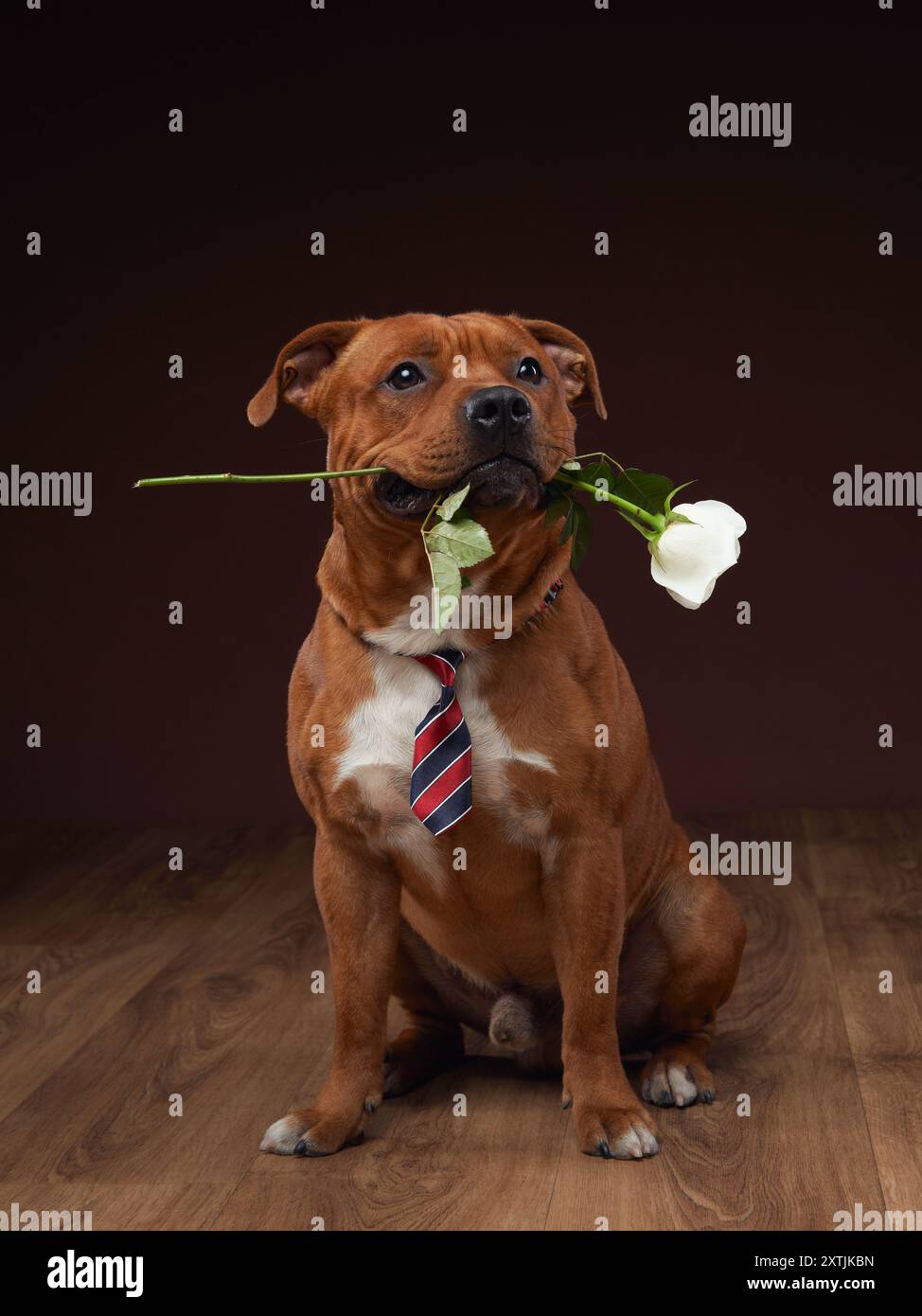 A charming Staffordshire Bull Terrier holds a white rose in its mouth ...
