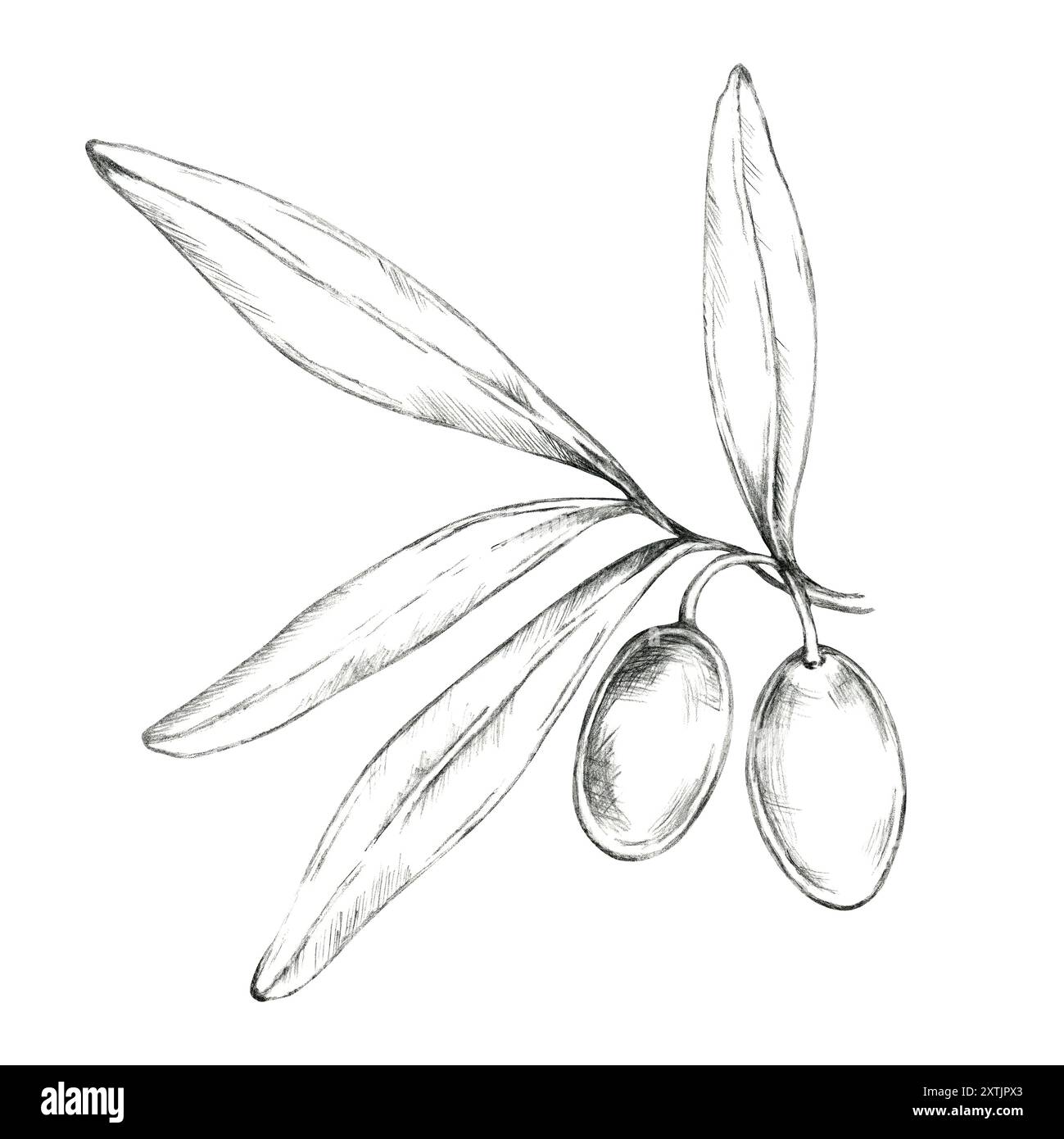Olive branch in art Cut Out Stock Images & Pictures - Alamy