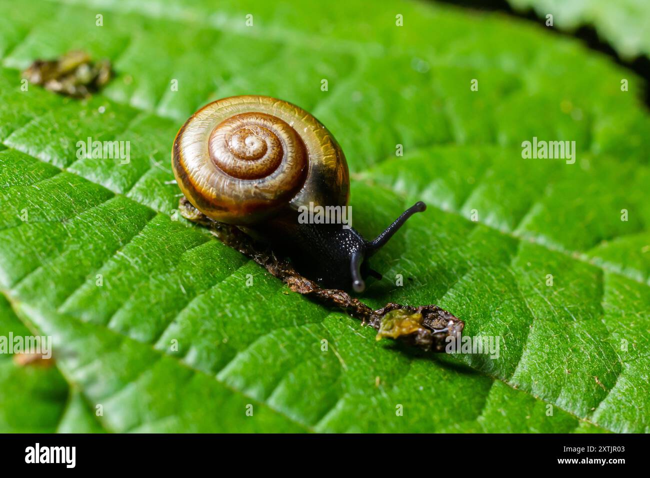 garlic-snail-oxychilus-alliarius-hi-res-stock-photography-and-images