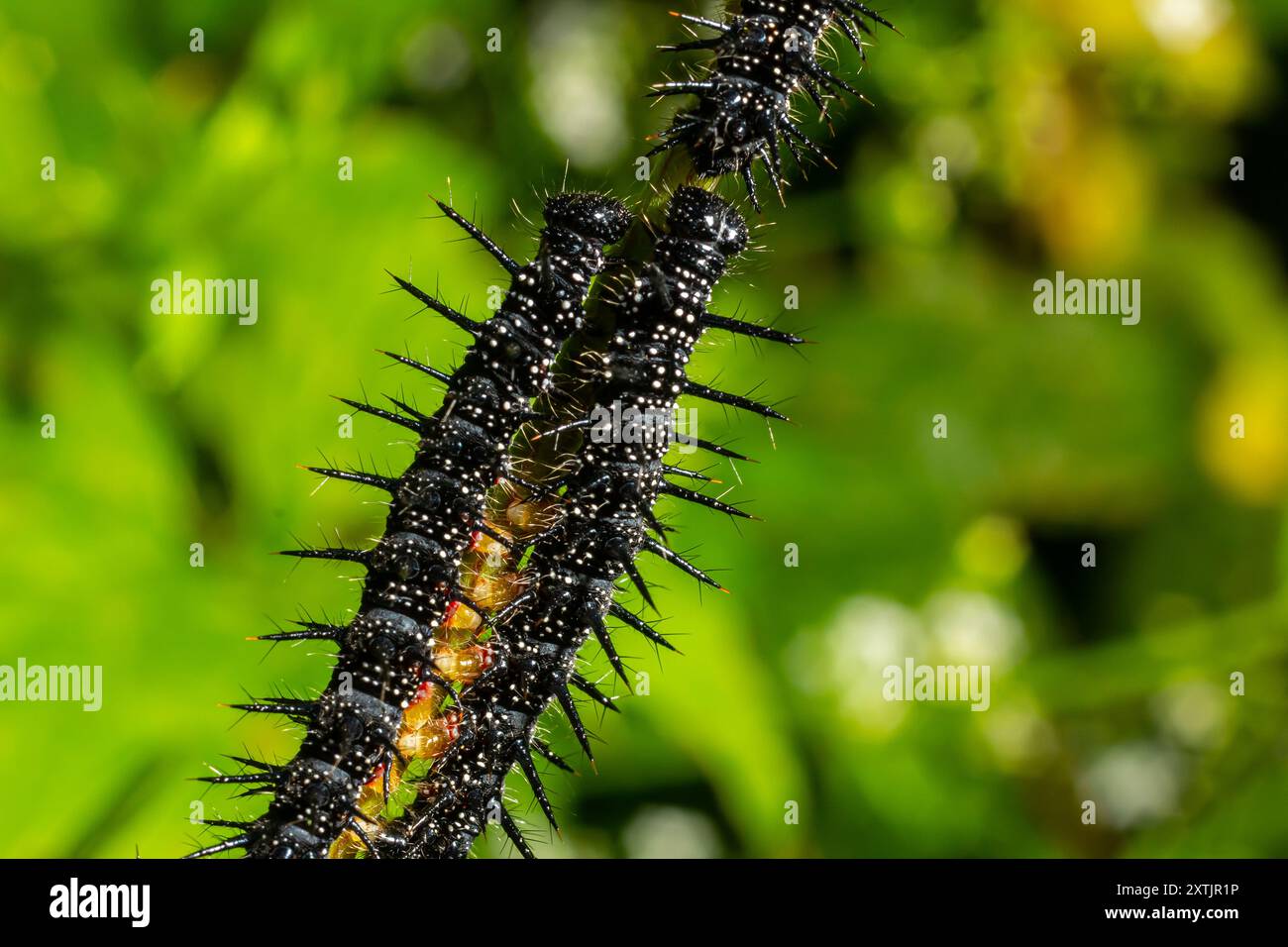 caterpillars of a European peacock butterfly on green leaves they feed ...