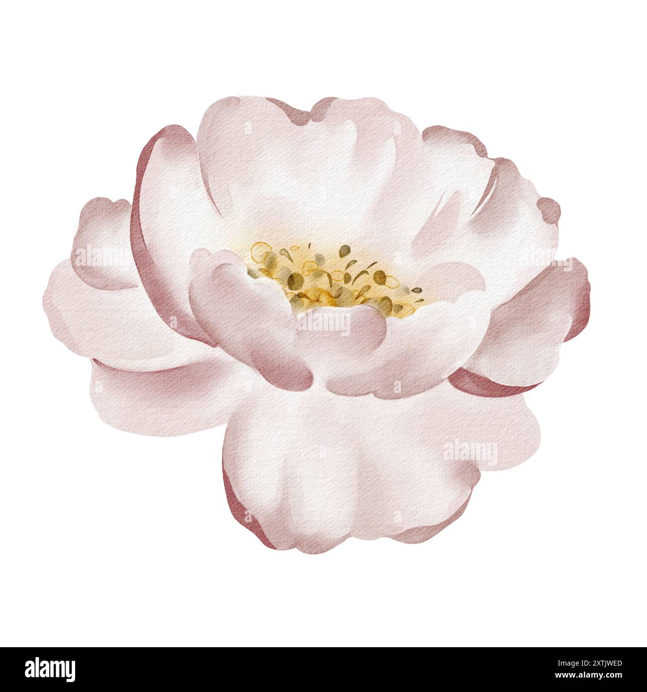 Pink rose flower watercolor illustration Stock Photo - Alamy