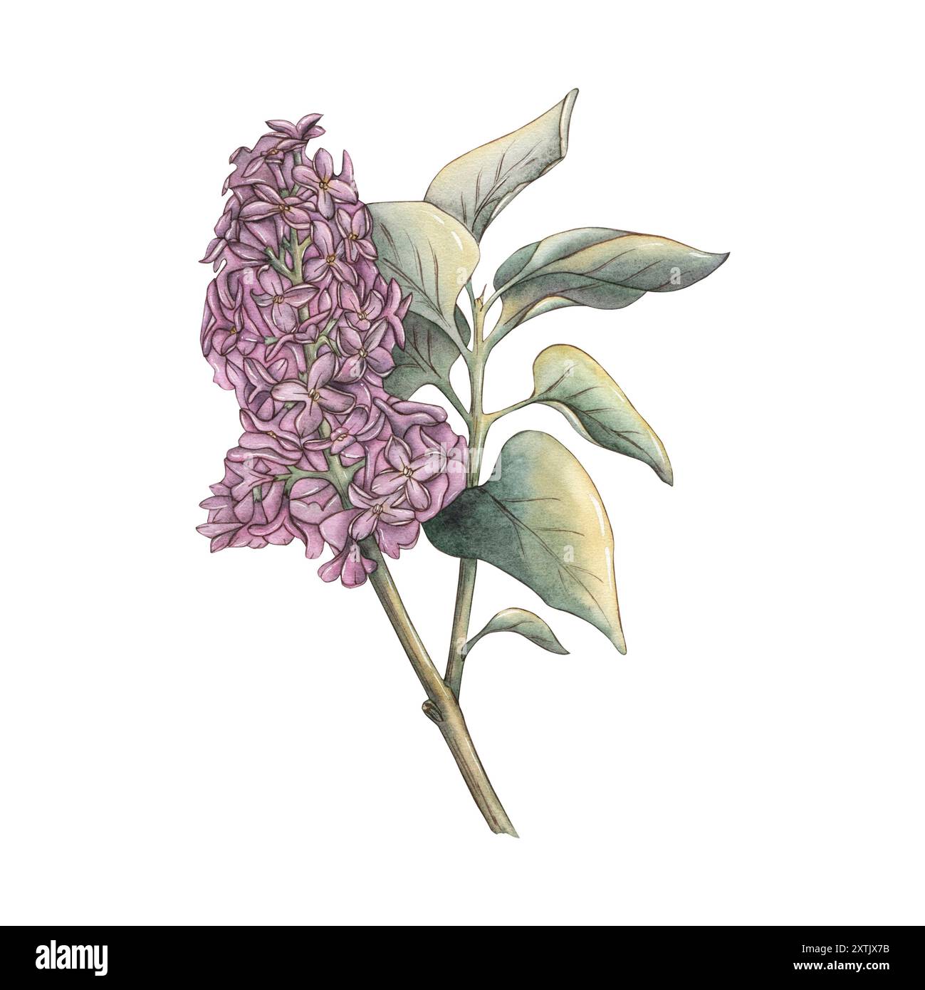 Watercolor lilac branch with purple flowers and leaves isolated on a ...