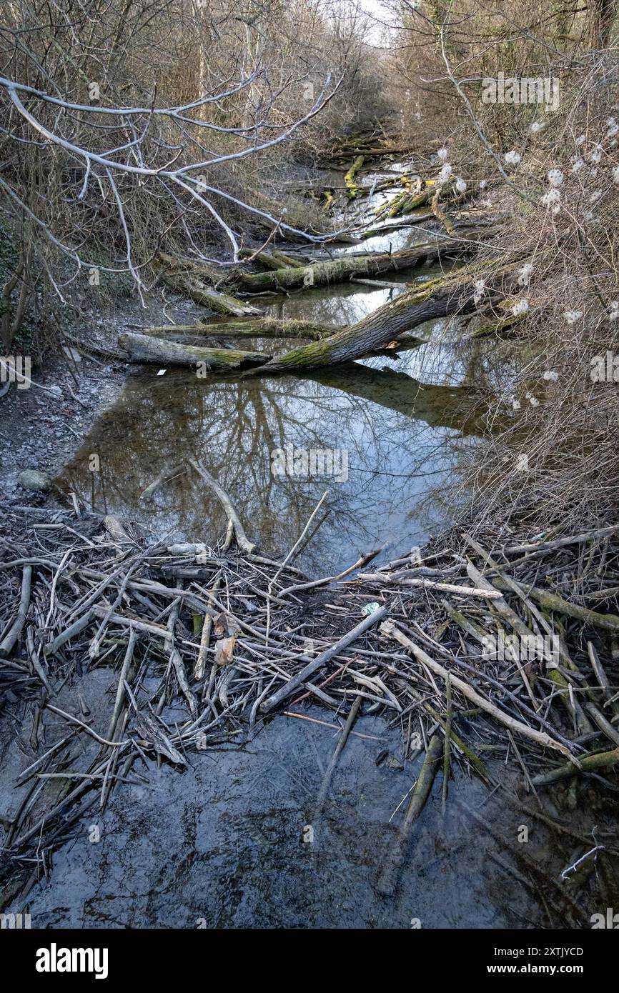 Huge beaver dam with lots of  trees in Vienna, Austria Stock Photo