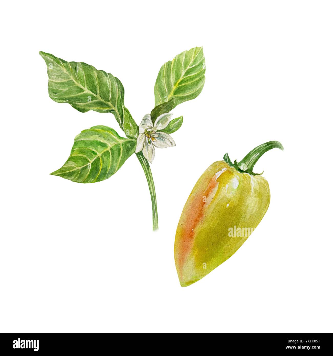 Botanical green pepper illustration hi-res stock photography and images ...