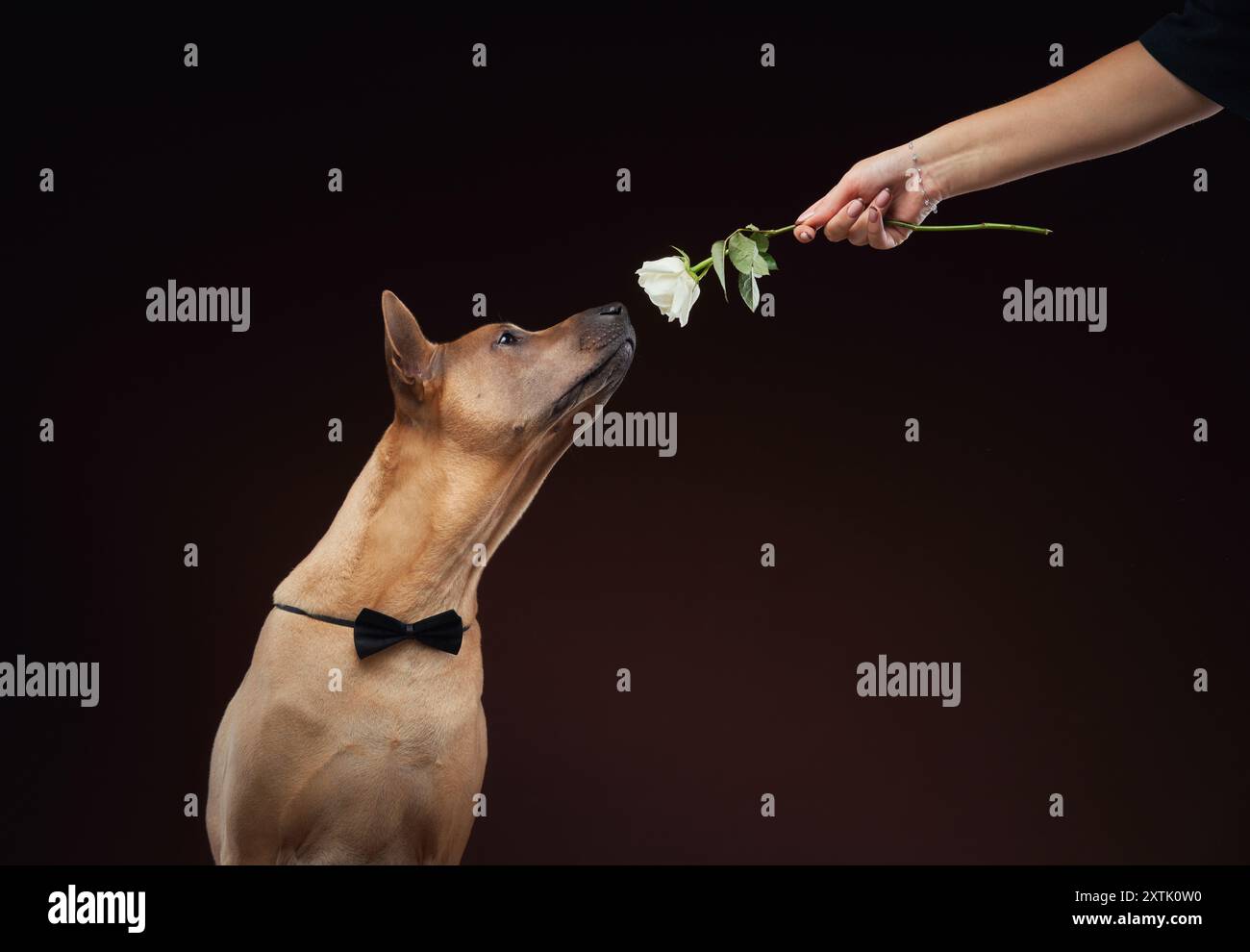 A poised dog wearing a black bow tie looks admiringly at a white rose held by a human hand.  Stock Photo
