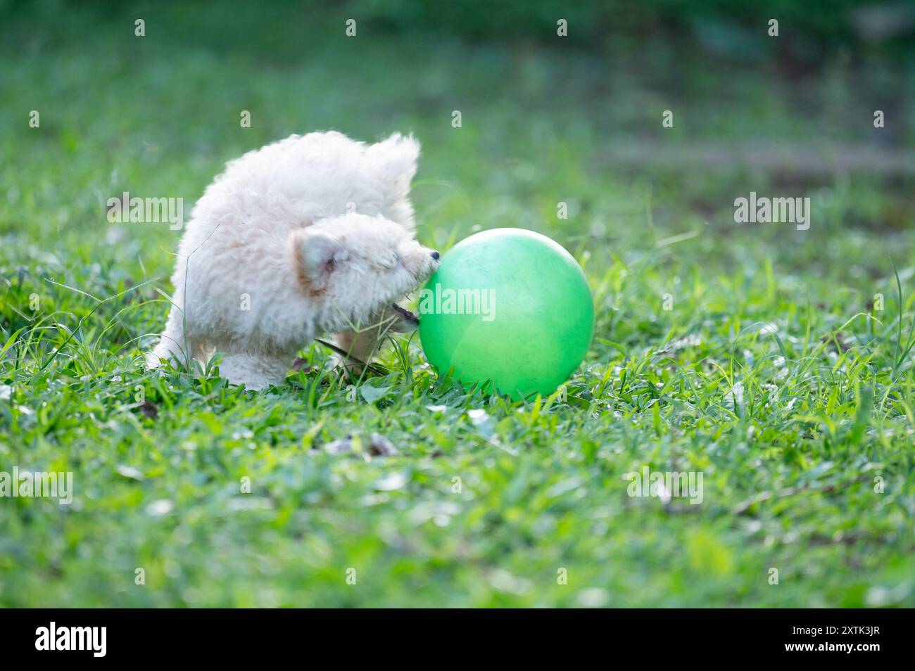 Toy poodle playing ball in hi-res stock photography and images - Alamy