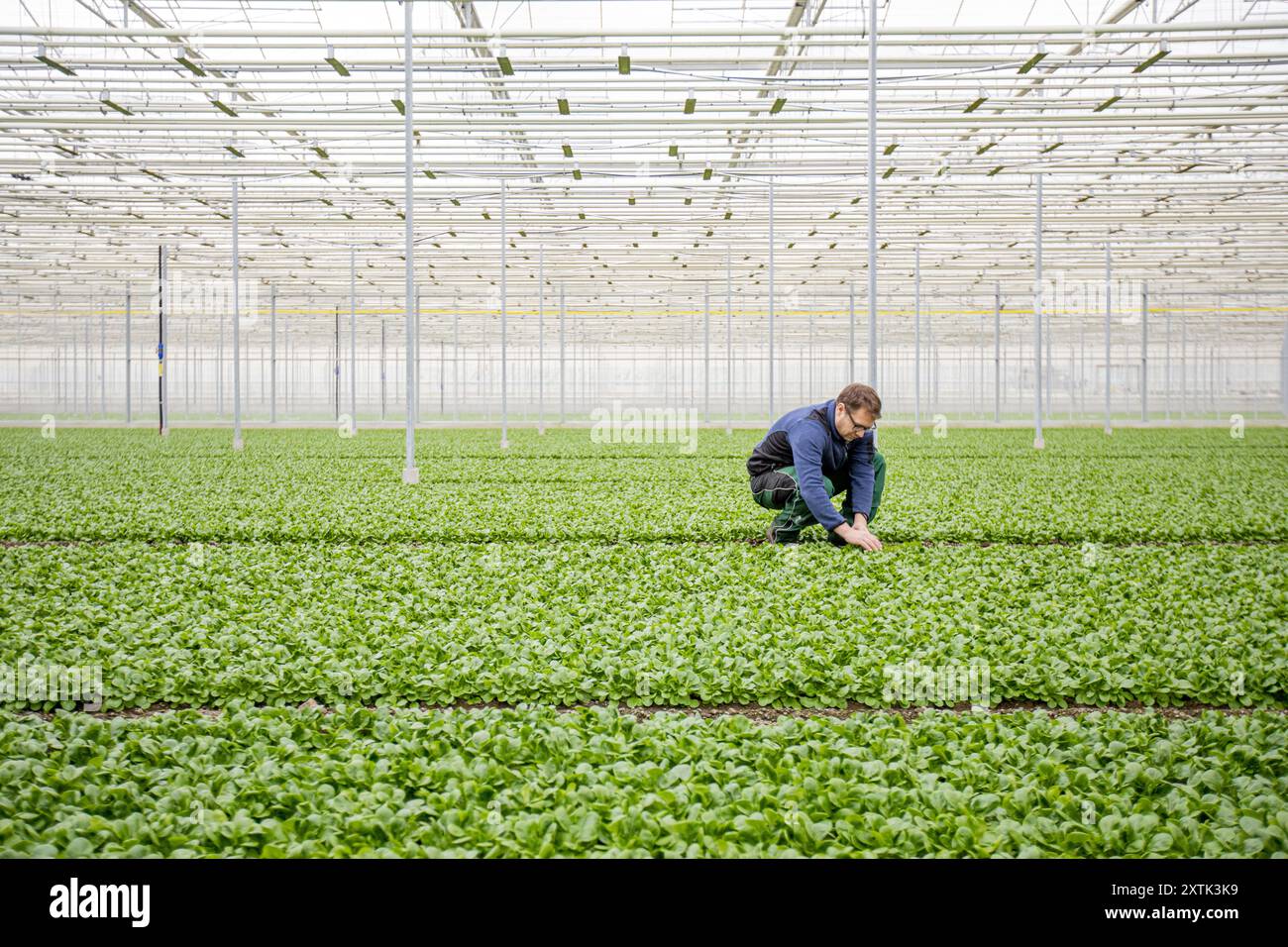 Greenhouse Manager Paul Ruser tend to sallad plants at the Gebr. Meier Greenhouse in Hinwil outside Zurich. Commercial greenhouses utilize tecnhical CO2 to increase the crop yield. Traditionally the CO2 production is done with burning fossil fuels, but the Meier Greenhouse get their CO2 locally the Swiss company Climeworks. Founded in 2009 by Christoph Gebald and Jan Wurzbacher, the company has commercialized the modular carbon capture unit, each of which is capable of sucking up to 135 kilo of CO2 out of the air daily. The CO2 collectors use excess energy from the Kezo Waste Incinerator to ru Stock Photo