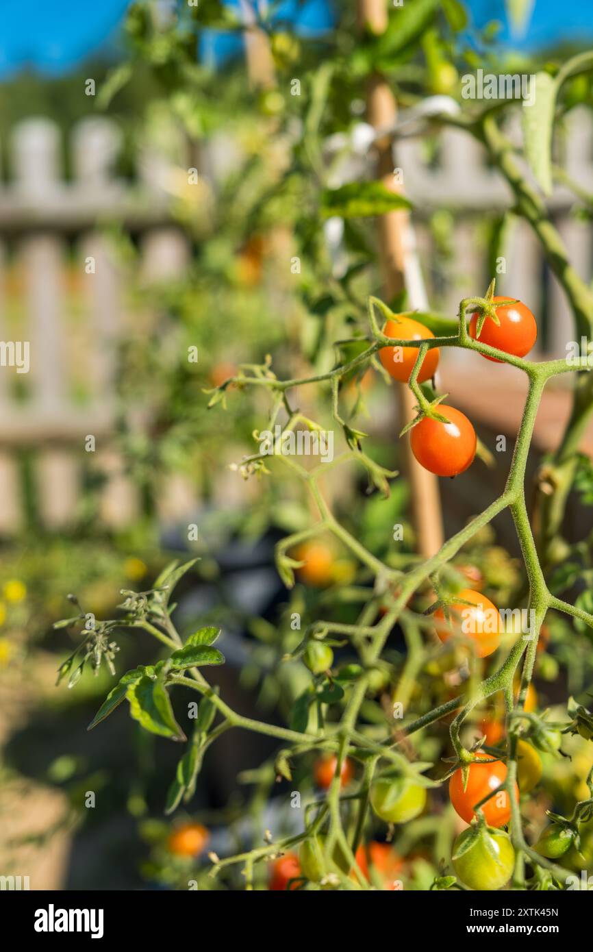 Growing tomatoes in grey pots and near the greenhouse on the background. Stock Photo