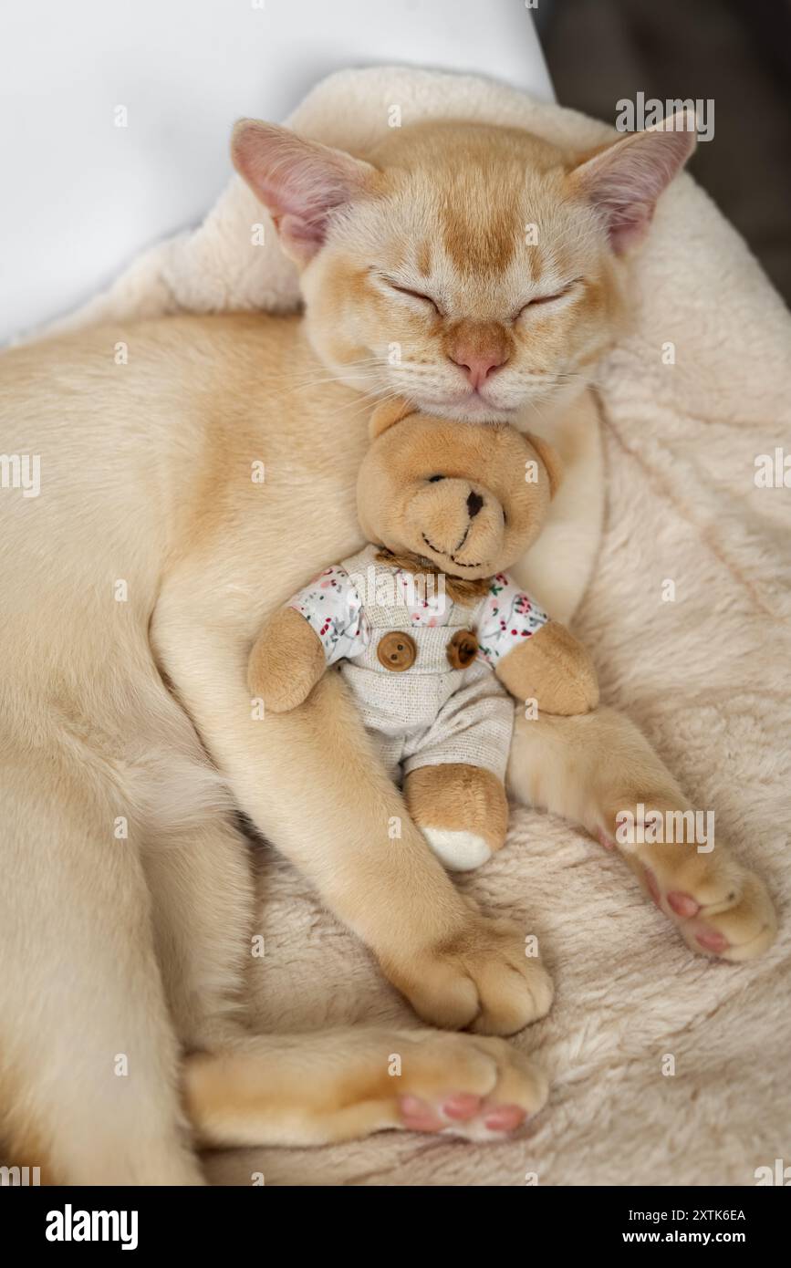 Cat cuddling teddy bear shop
