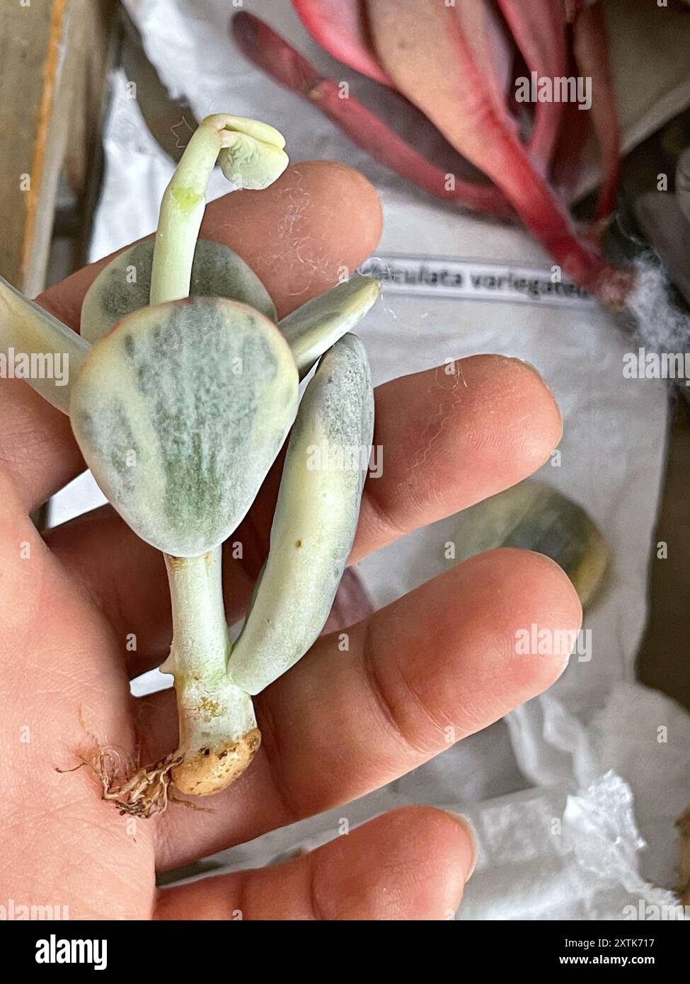 Etiolation hi-res stock photography and images - Alamy