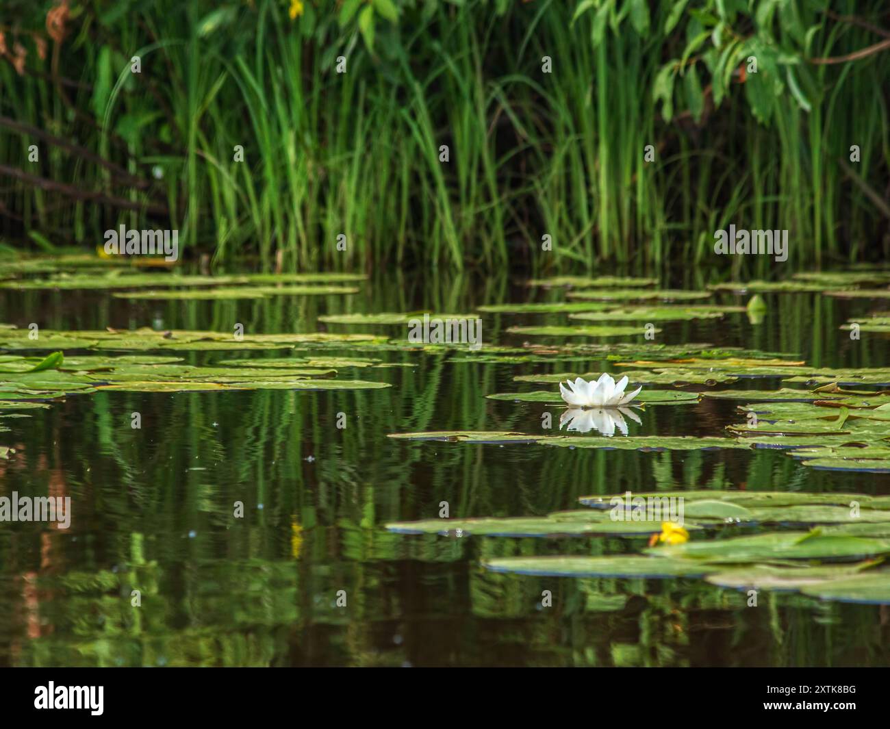 lily-pond-reflection-trees-hi-res-stock-photography-and-images-alamy