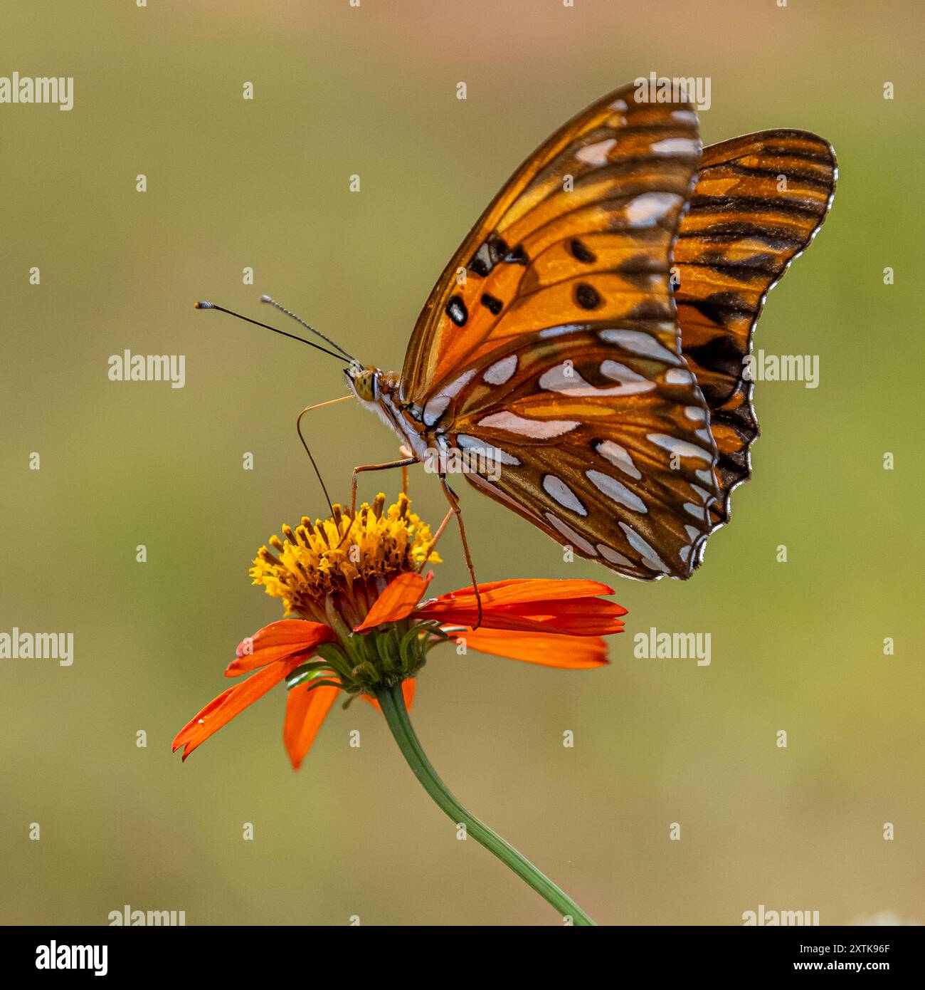Nas andanças pela natureza sempre nos revela algo maravilhoso Stock Photo