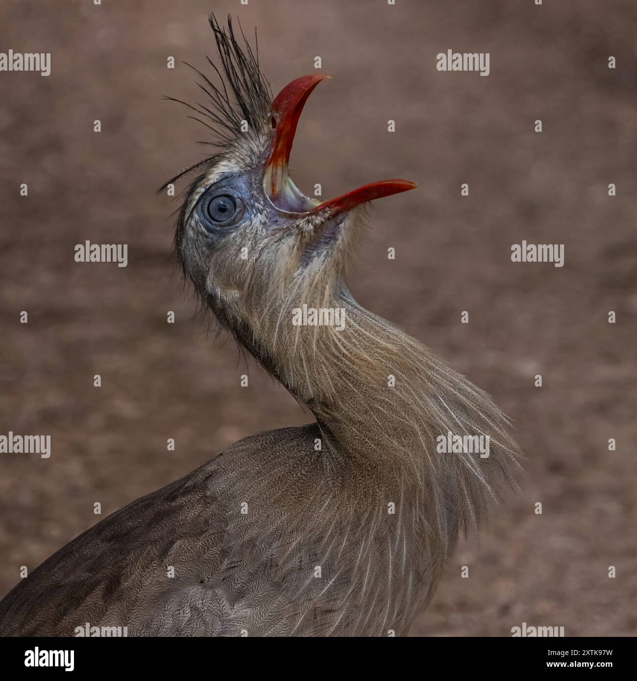 Nas andanças pela natureza sempre nos revela algo maravilhoso Stock Photo
