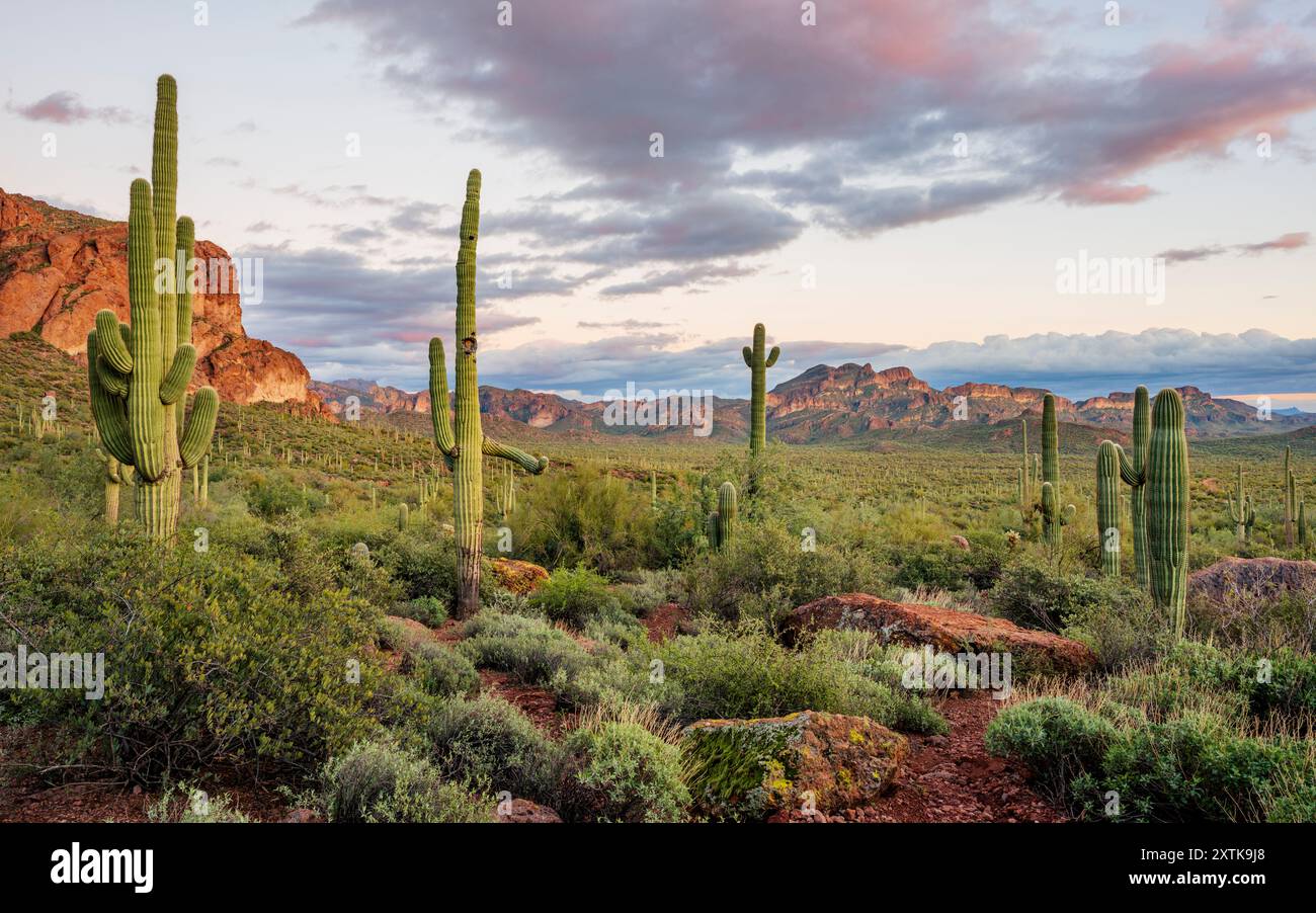 Arizona ecosystem hi-res stock photography and images - Alamy
