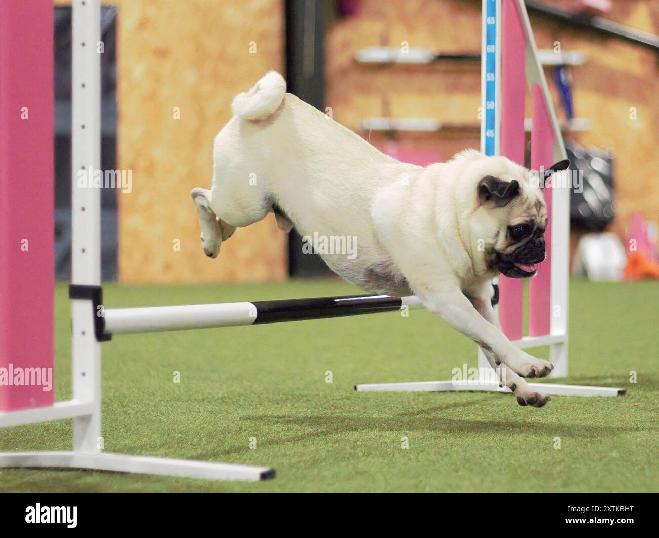 A seven year old, adult, male, fawn, Pug dog, jumping over a dog agility hurdle indoors. Stock Photo