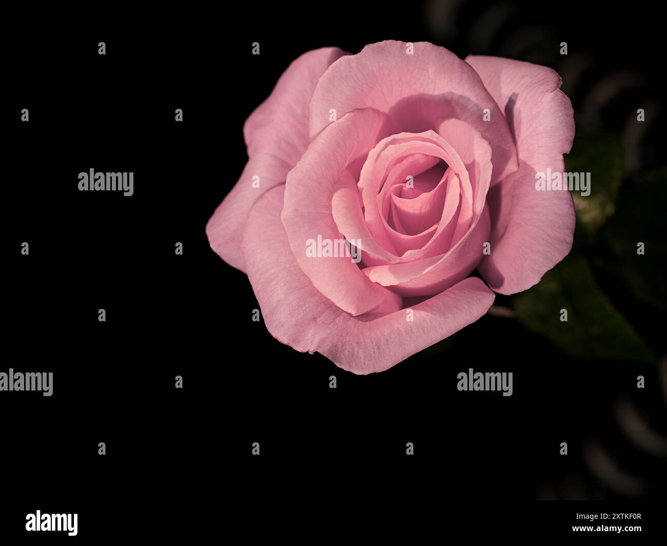 One Pink Roser One pink rose hi-res stock photography and images - Alamy