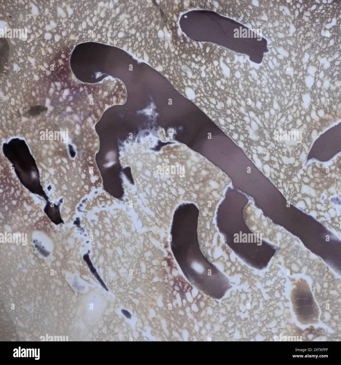 Cameraless image using chemigrams representing chase, predation and ...
