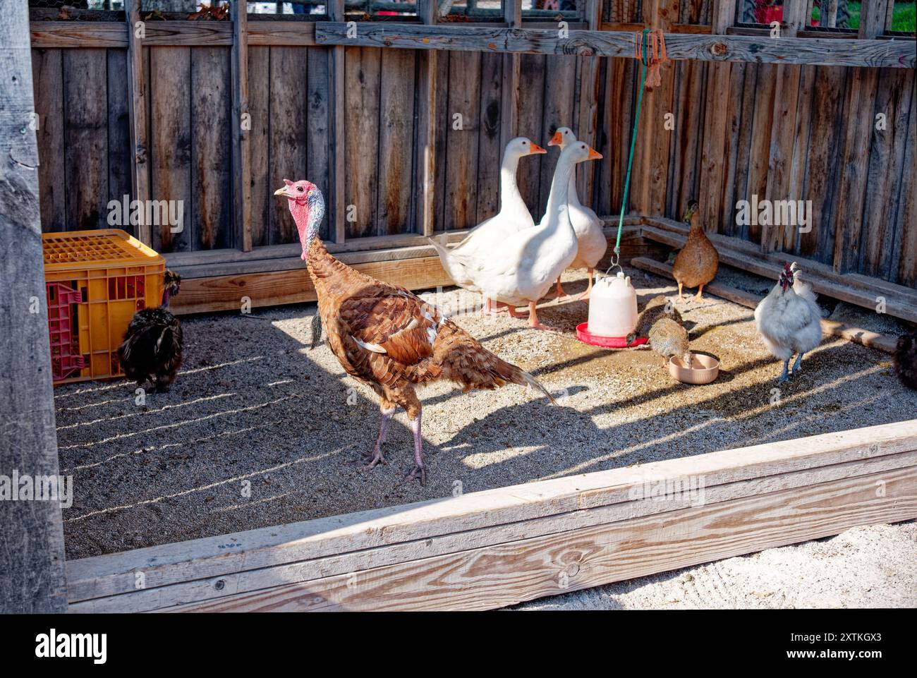 Assortment of poultry and waterfowl together in an open stall all by the feeder a turkey hens white geese and a duck at the fair on a sunny day in sum Stock Photo