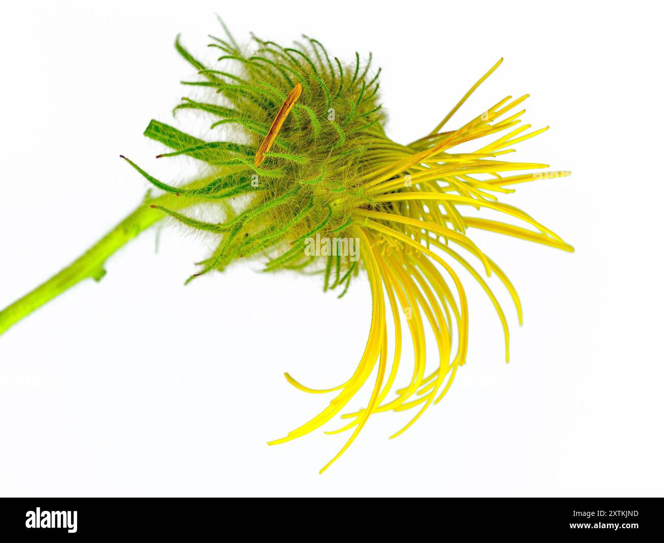 Giant Daisy before it opens Stock Photo