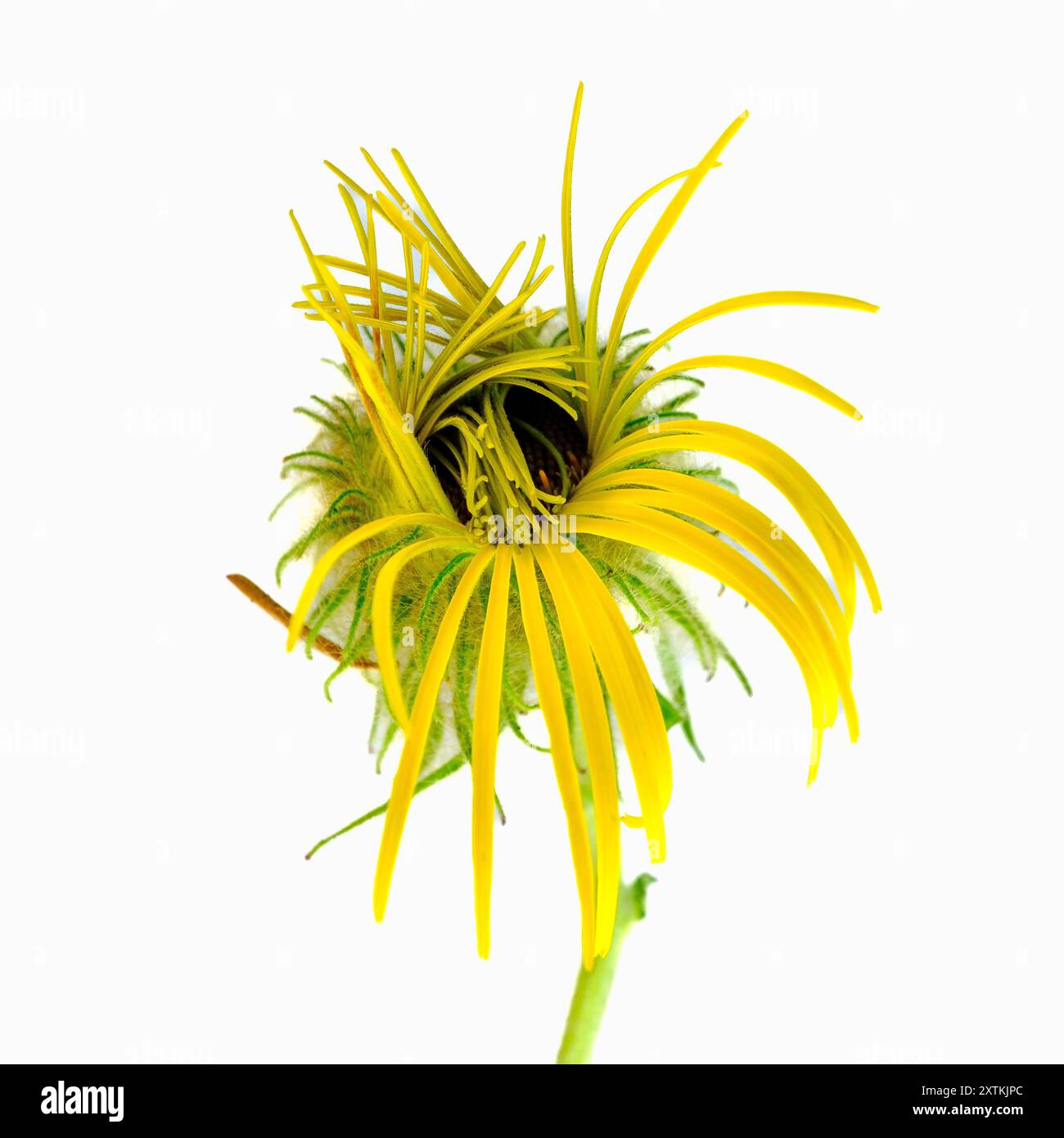 Giant Daisy before it opens Stock Photo