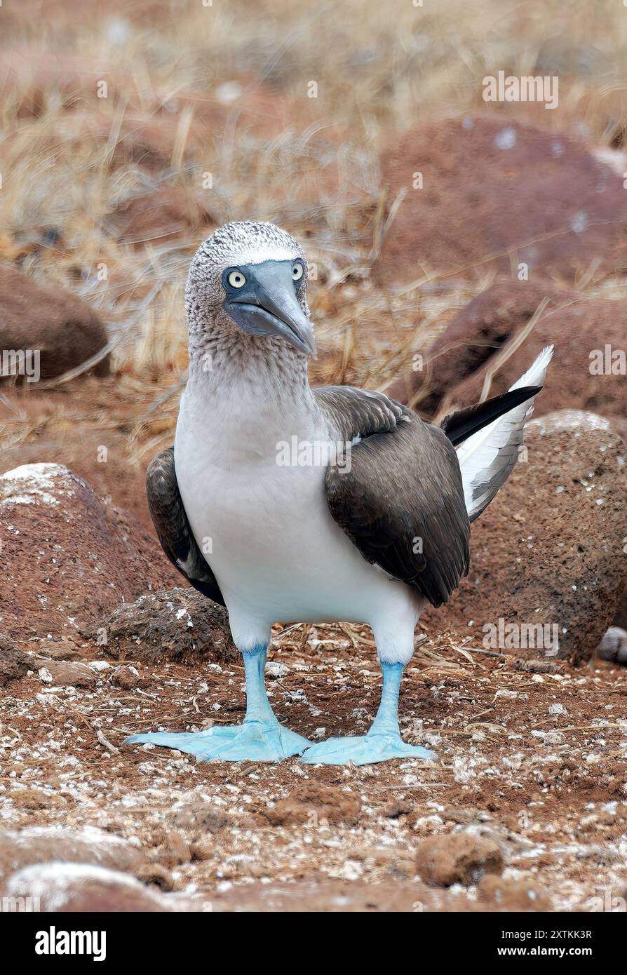 blue-footed-booby-blaufu-t-lpel-fou-pieds-bleus-sula-nebouxii