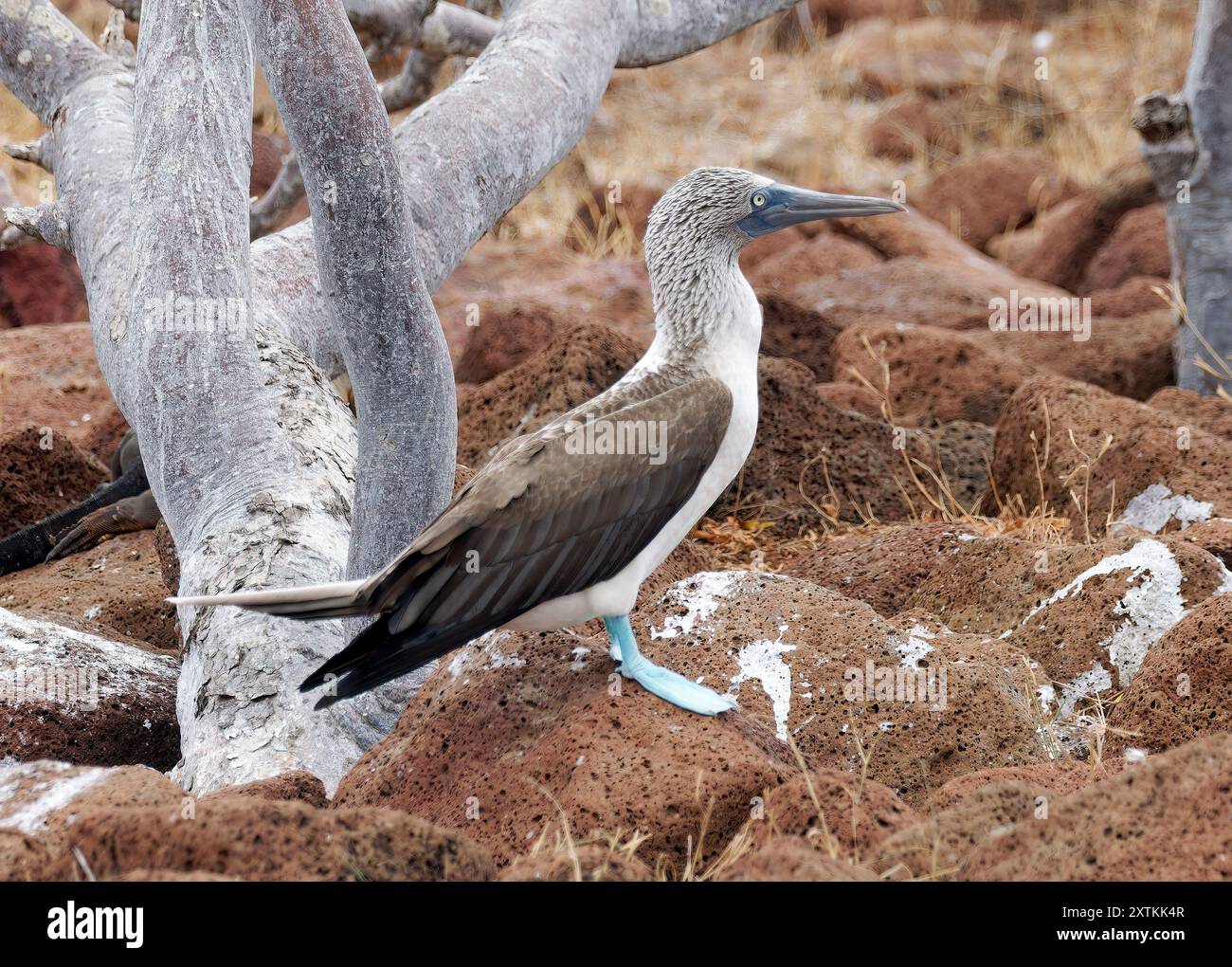 blue-footed-booby-blaufu-t-lpel-fou-pieds-bleus-sula-nebouxii