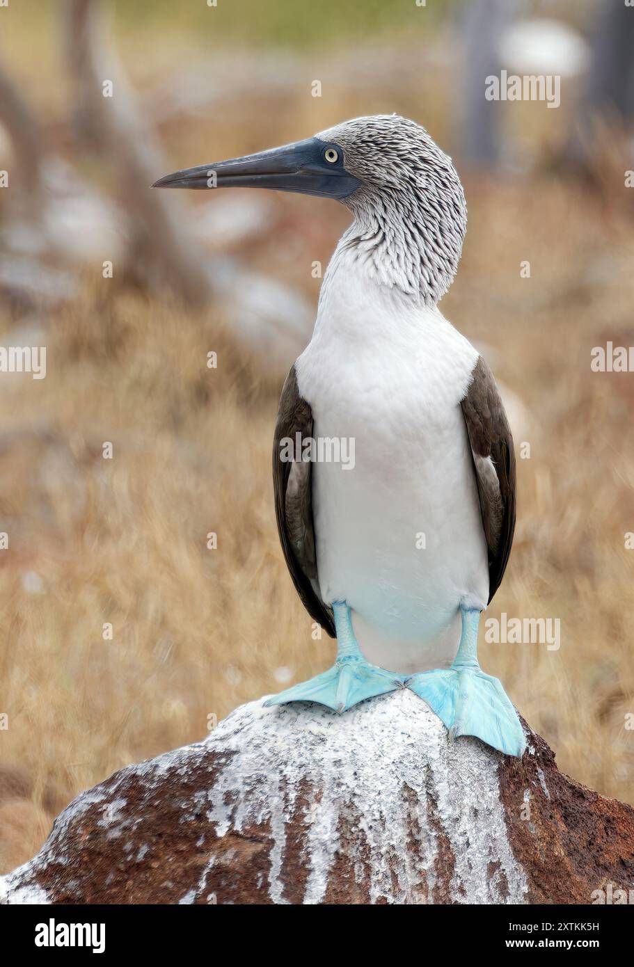 blue-footed-booby-blaufu-t-lpel-fou-pieds-bleus-sula-nebouxii