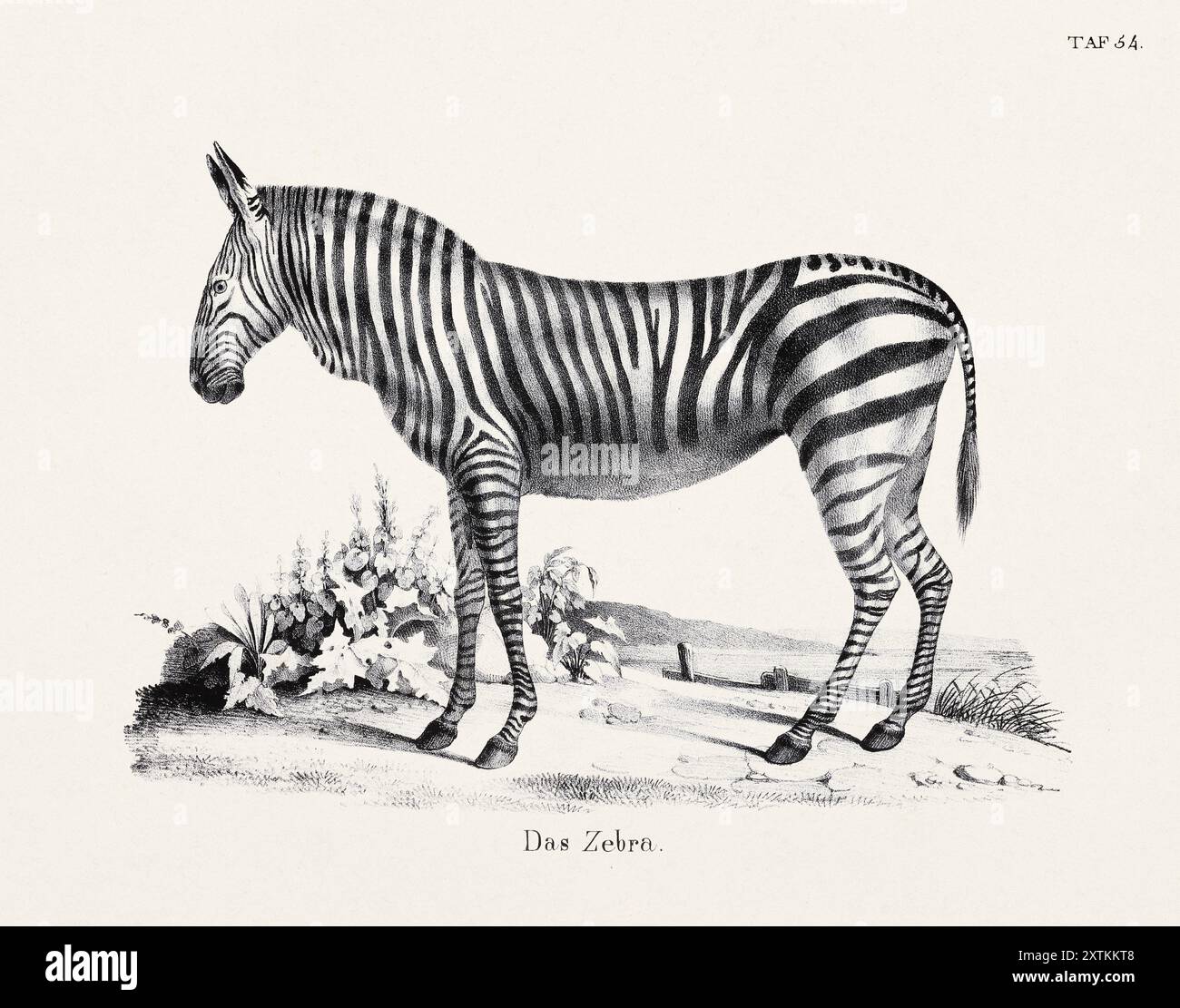 Zebra Illustration. Zoological Lithography. Natural History Art Stock Photo