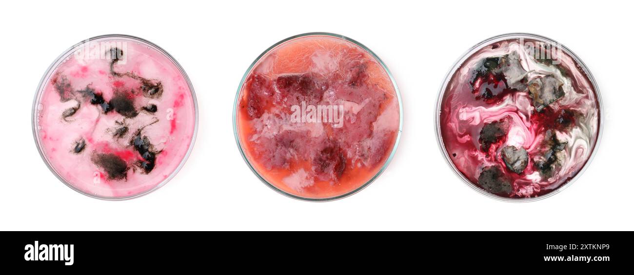 Set of Petri dishes with different bacteria colonies on white ...