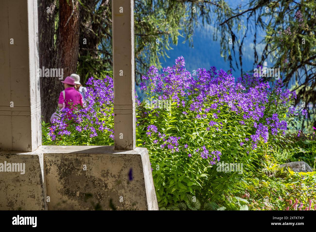 View of flowering delphiniums and two visitors from the terrace of the Schatzalp. The former sanatorium is now a hotel and popular excursion destination in Davos. The former Schatzalp sanatorium above Davos. Today it is a hotel. Bobbahnstrasse, Davos, Grisons, Grisons, Switzerland Stock Photo