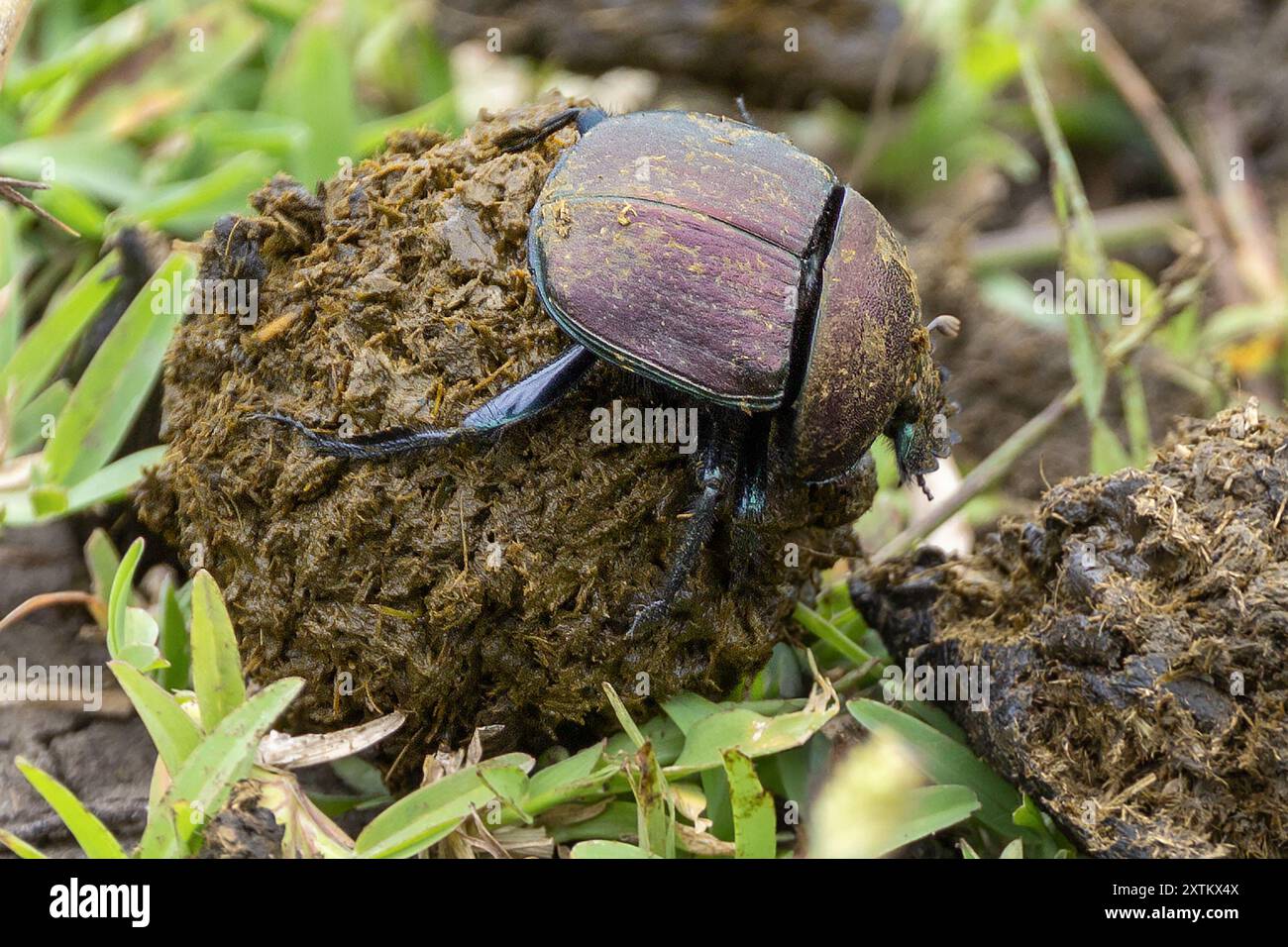 Dung beetle, Ndutu Plains, Serengeti National Park, Tanzania Stock Photo