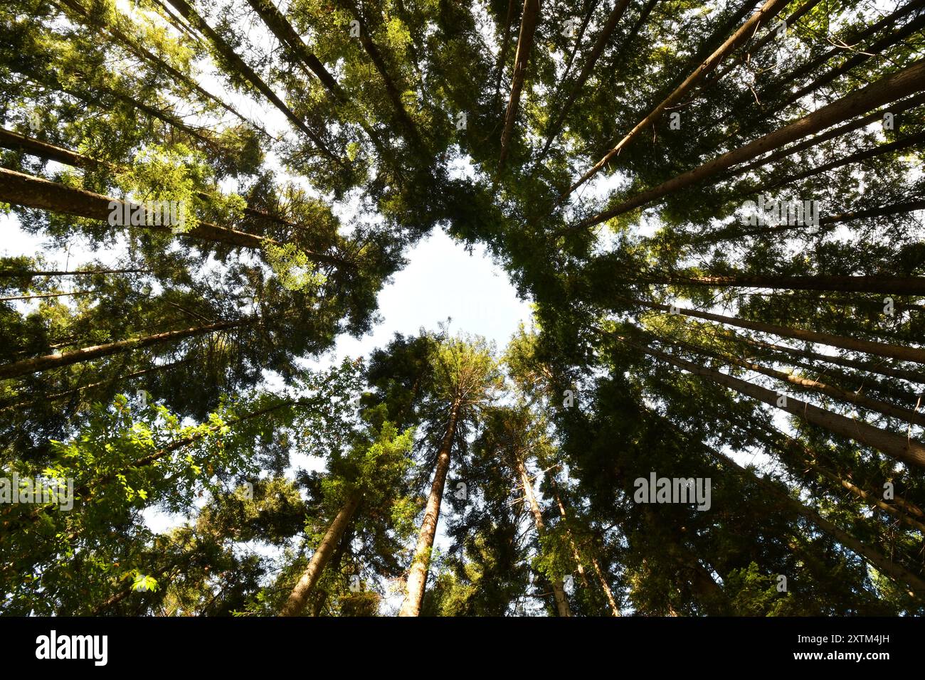 Low angle shot fir hi-res stock photography and images - Alamy
