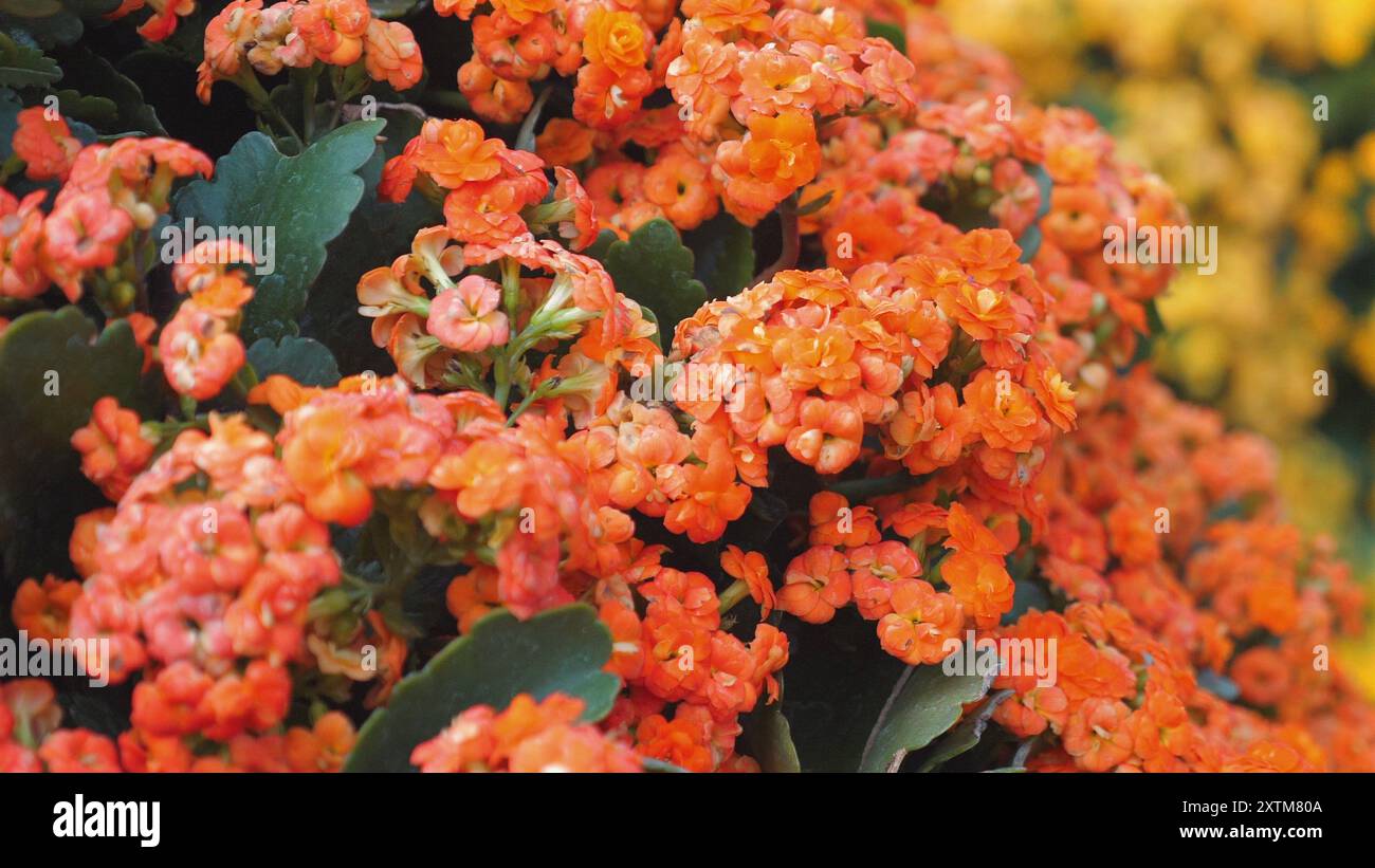 Showcasing vibrant orange flowers hi-res stock photography and images ...