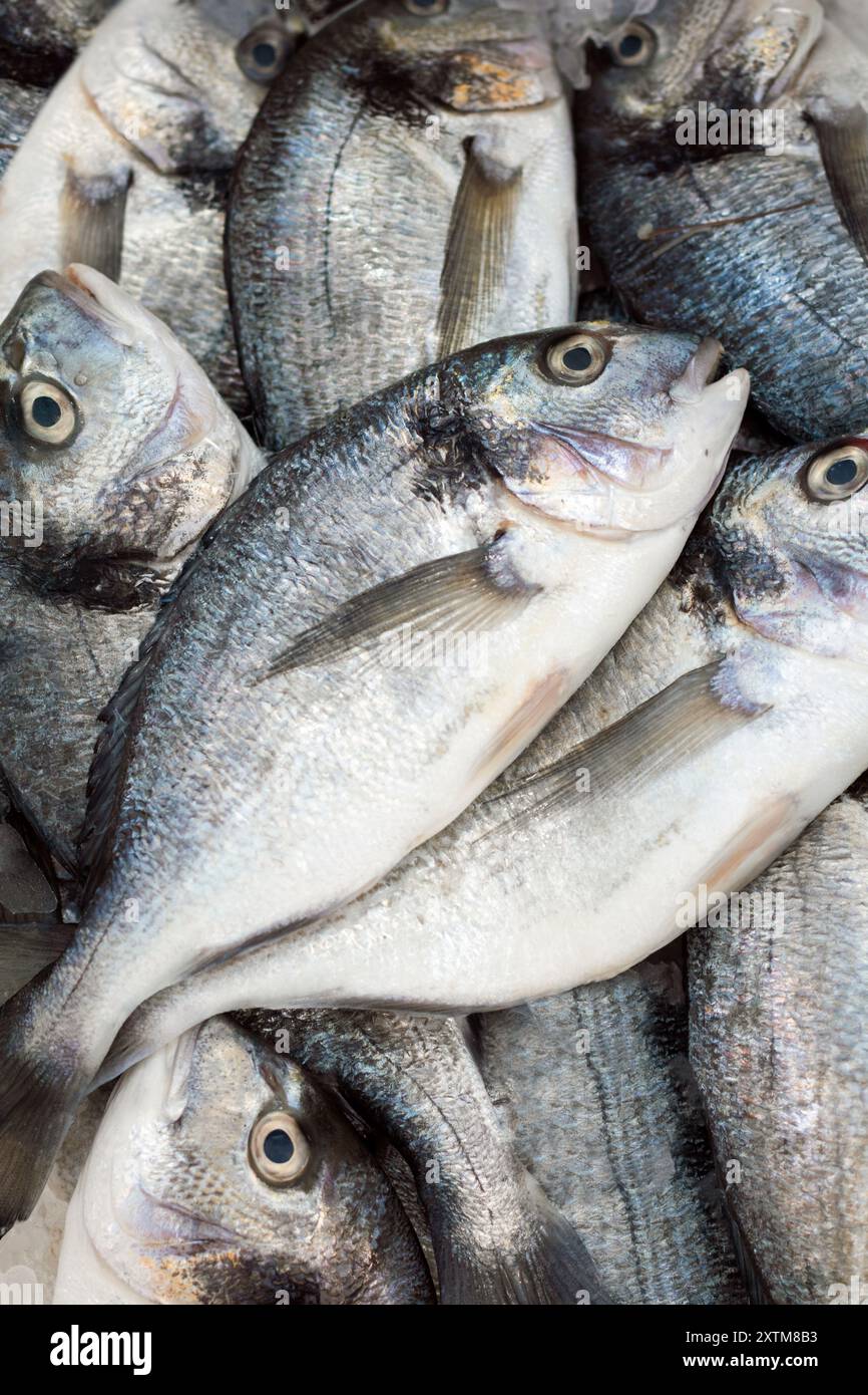 Sea fish hi res stock photography and images Alamy