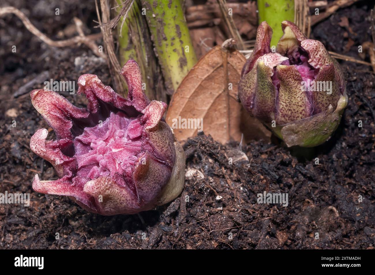 Aspidistra elatior hi-res stock photography and images - Alamy