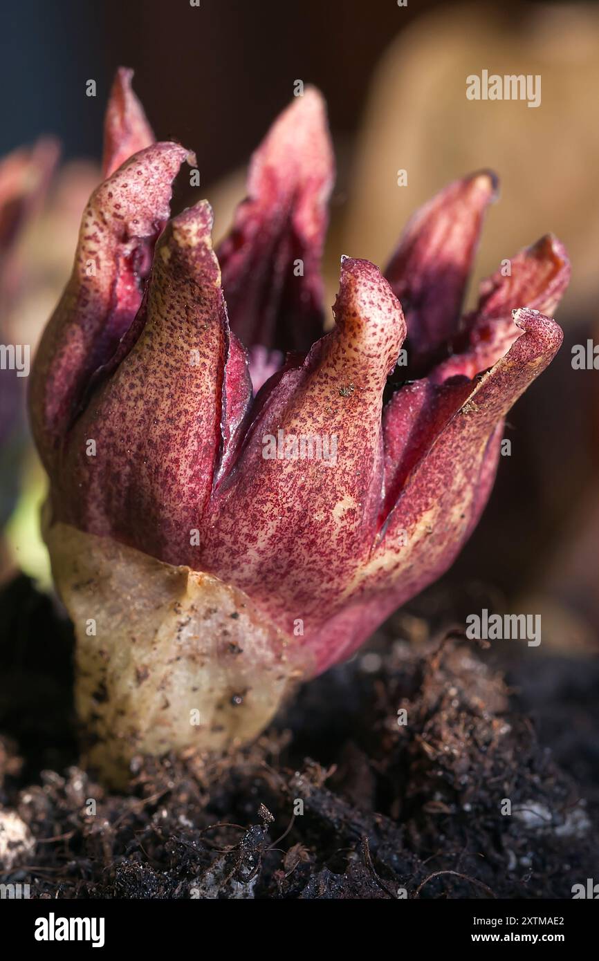 Aspidistra elatior hi-res stock photography and images - Alamy