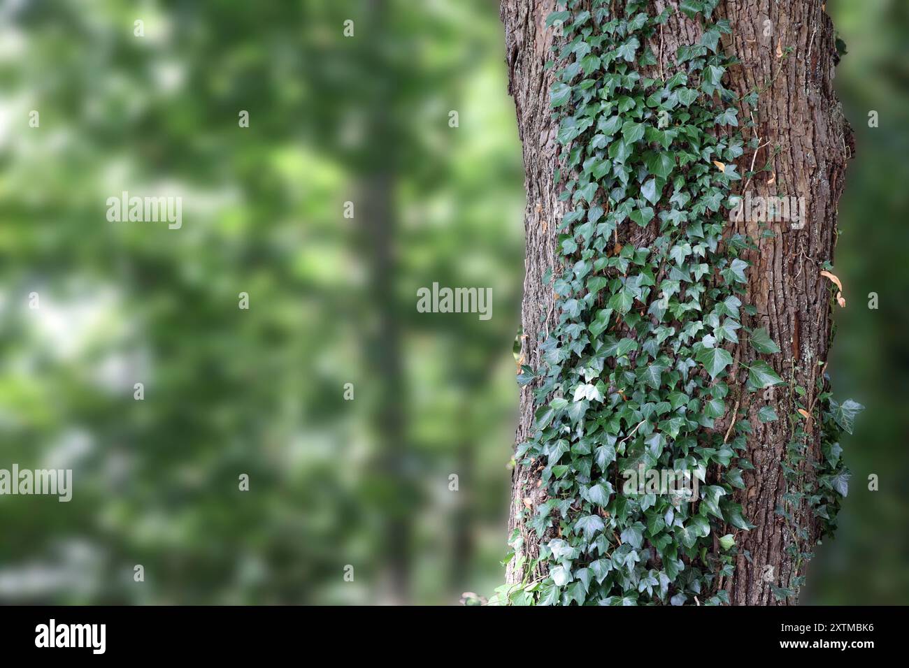 Die Risiken des Efeu an Bumen BEARBEITET: Der gewhnliche Efeu umwindet  Bume bis in groe Hhen *** The risks of ivy on trees WORKED The common  ivy entwines trees up to great