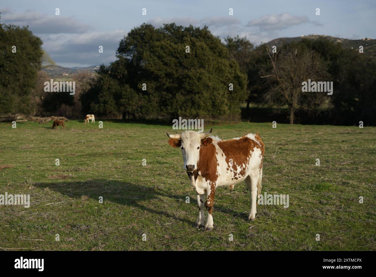Cow Standing in a Green Field Looking at Camera Stock Photo