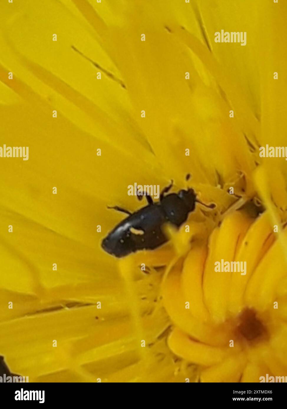 Common Pollen Beetle (Brassicogethes aeneus) Insecta Stock Photo - Alamy