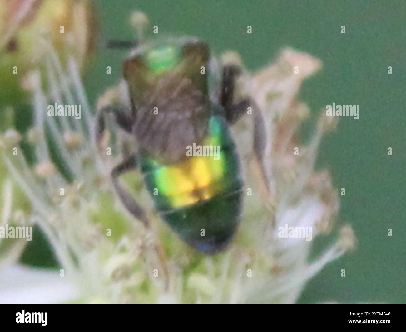 Pure Green Sweat bee (Augochlora pura) Insecta Stock Photo