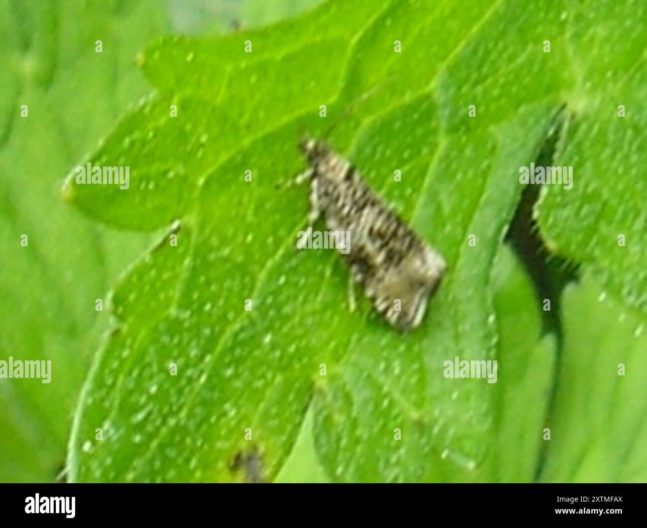 Common Marble (Syricoris lacunana) Insecta Stock Photo - Alamy