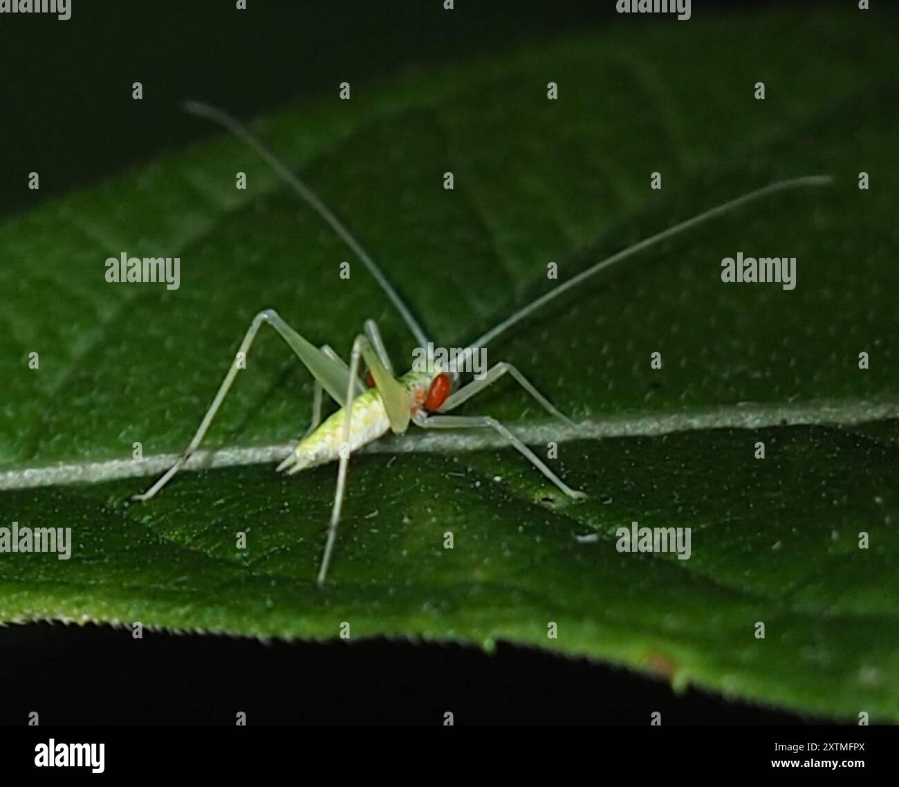 Common Tree Crickets (Oecanthus) Insecta Stock Photo - Alamy