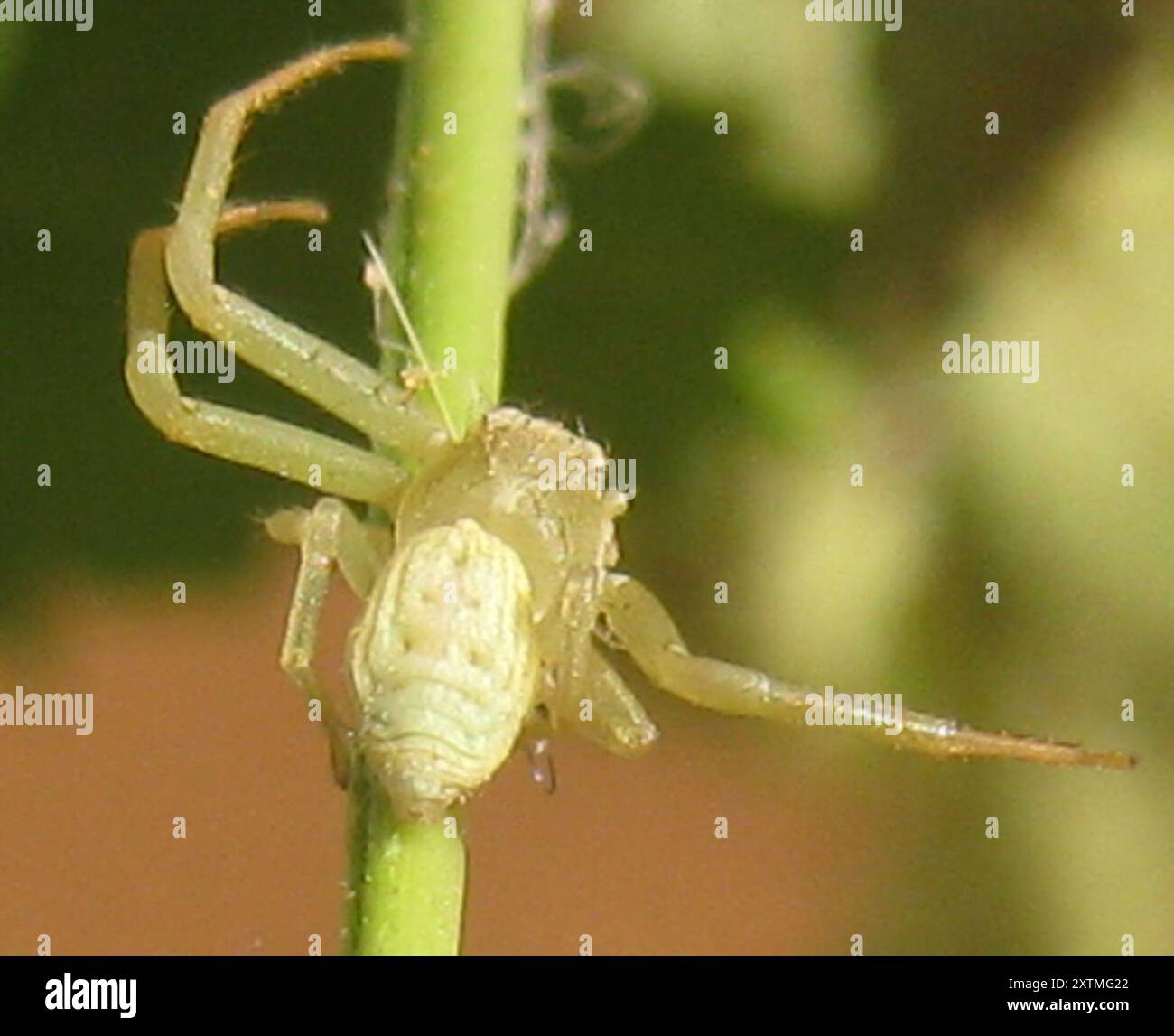 Crab Spiders (Thomisidae) Arachnida Stock Photo - Alamy