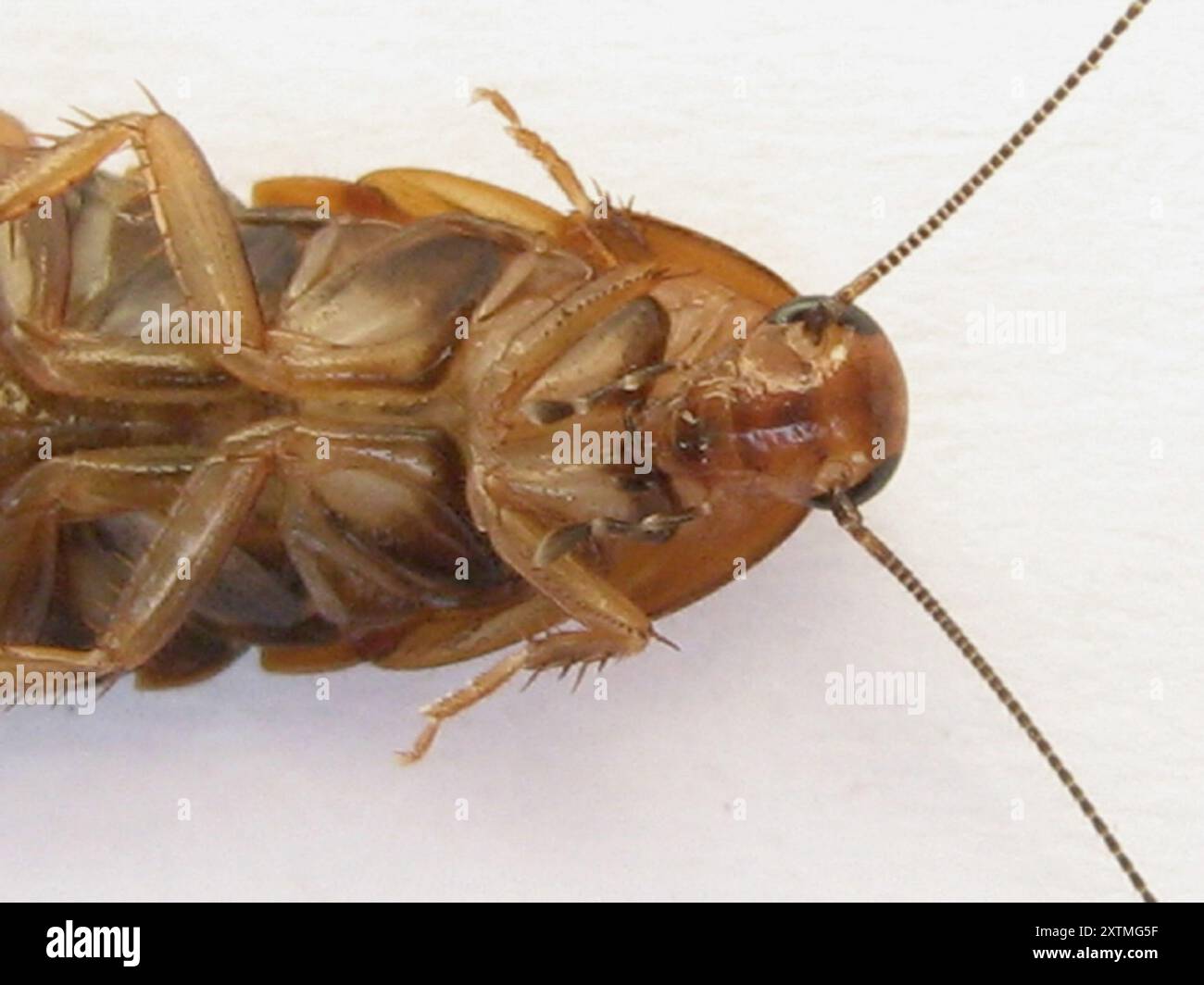 Cockroaches and Termites (Blattodea) Insecta Stock Photo - Alamy