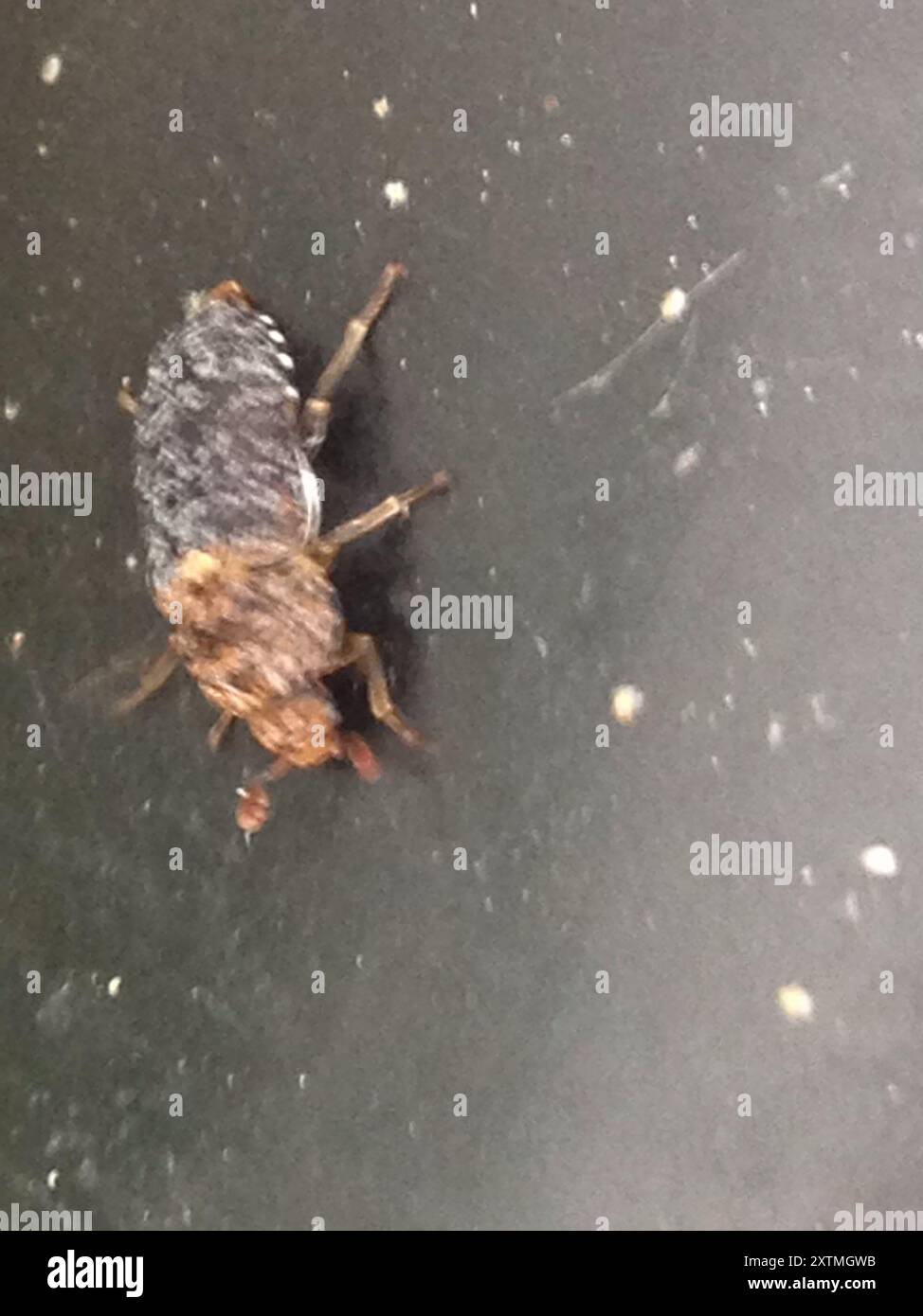Skin Beetles (Dermestes) Insecta Stock Photo - Alamy