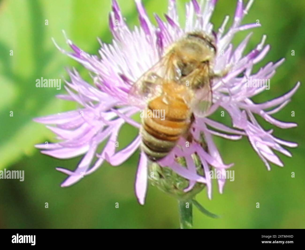 Western Honey Bee (Apis mellifera) Insecta Stock Photo - Alamy
